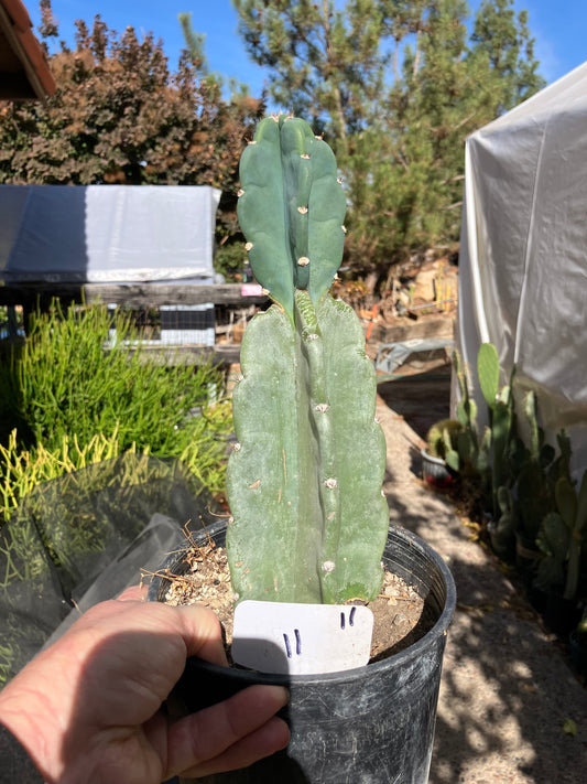 Cereus Peruvianus Night Blooming 11"Tall #11W