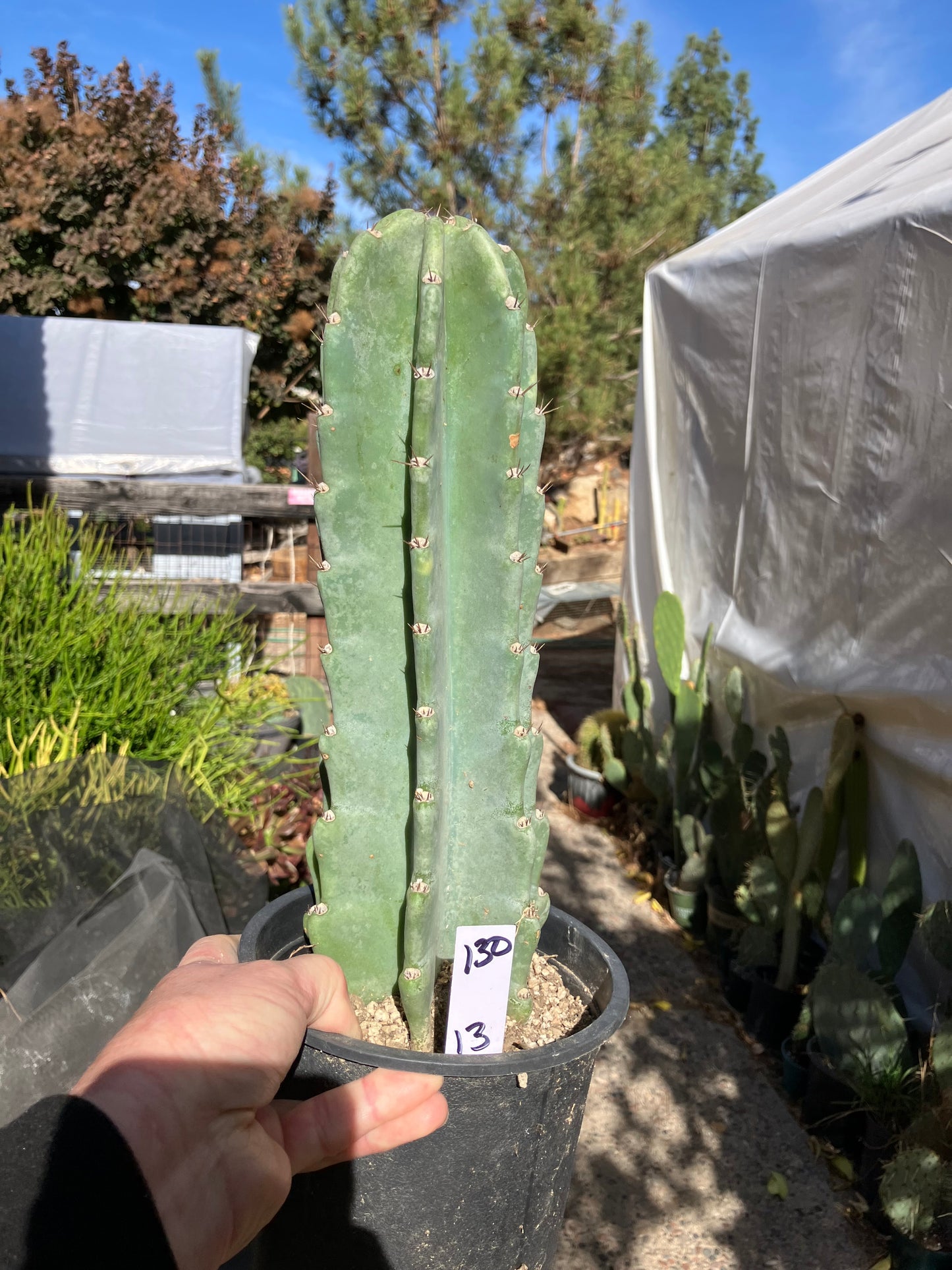 Cereus Peruvianus Night Blooming 13”Tall #130W