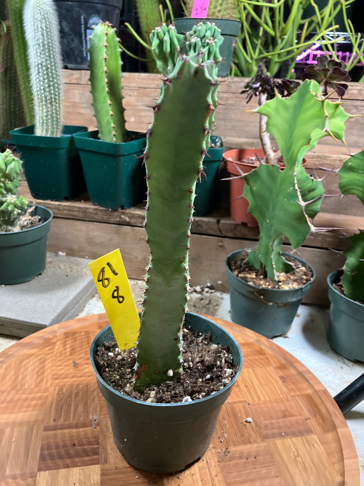 Euphorbia resinifera Moroccan Mound 8"Tall #81Y