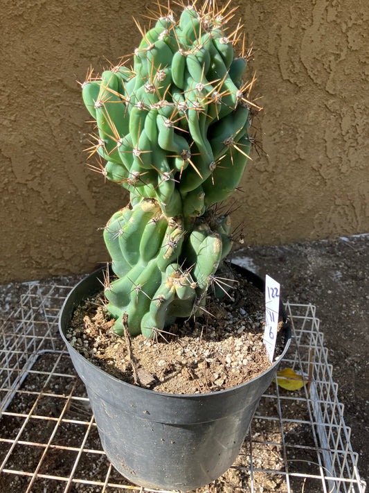 Cereus Peruvianus Monstrose Night Blooming 11"Tall 6" Wide #122W