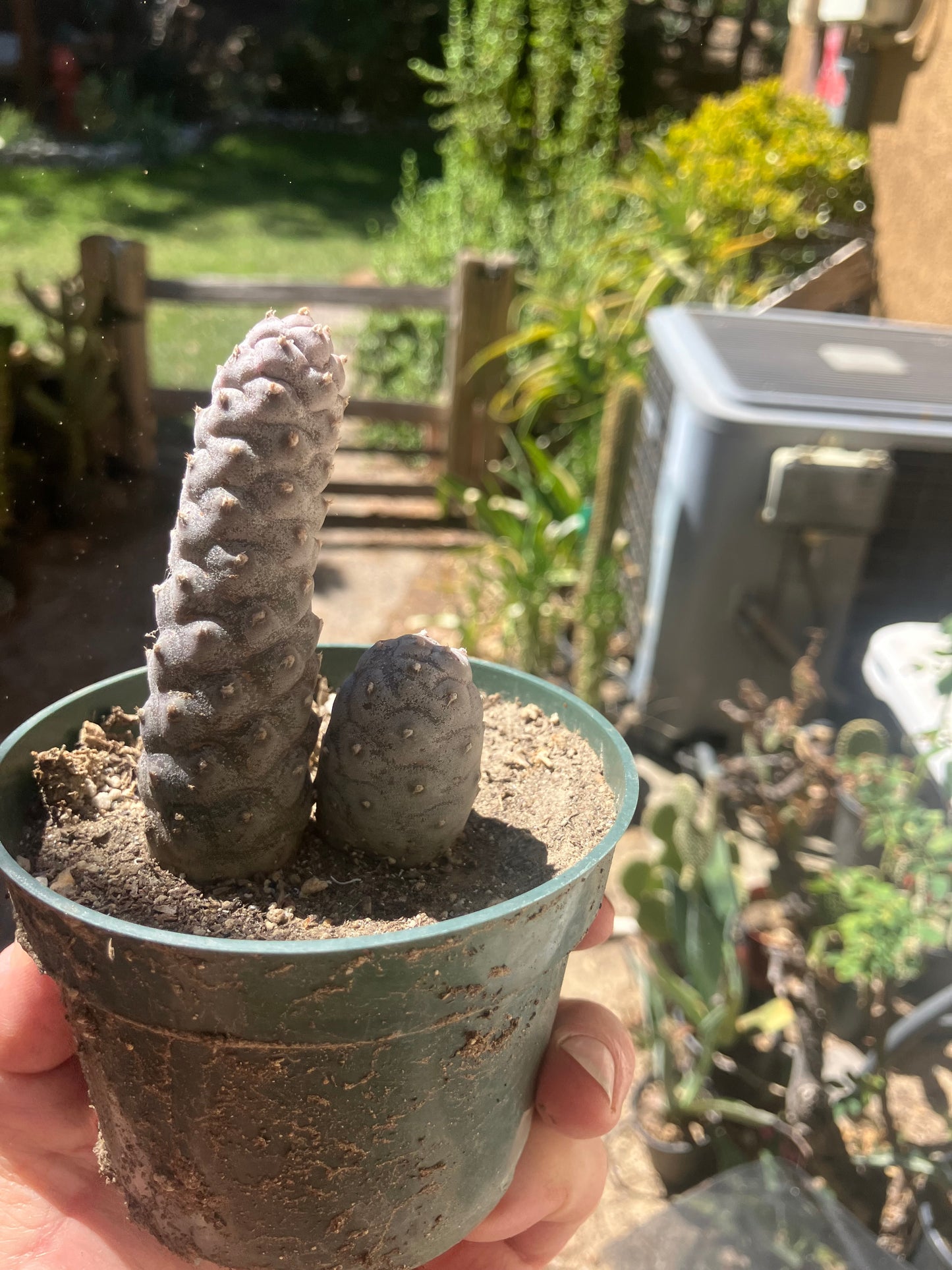 Pine Cone Cactus  Tephrocactus~ articulatus   var. diadematus Pinecone Cactus 2.5"Tall