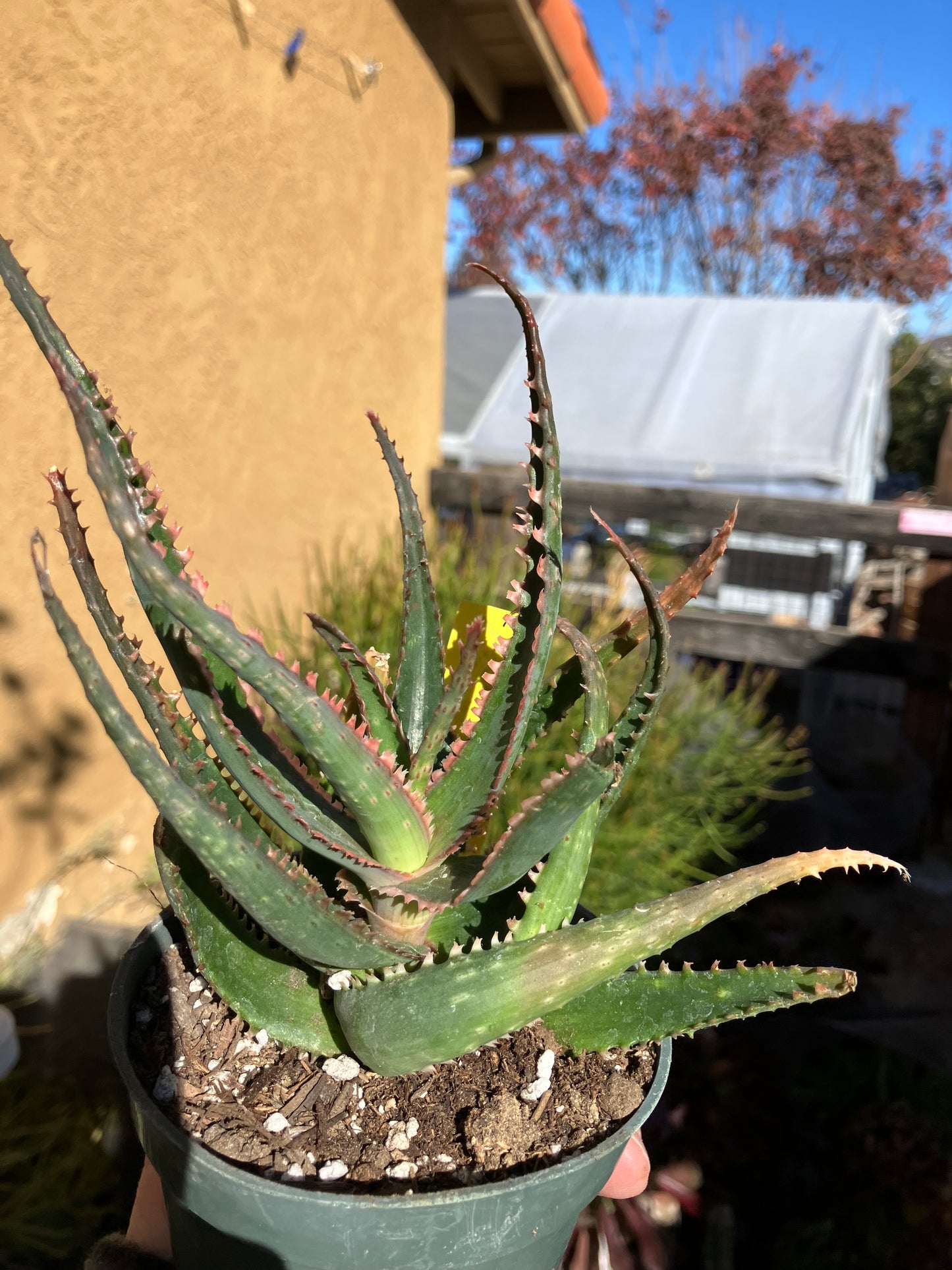 Aloe  Swordfish Succulent 6" Wide #5Y