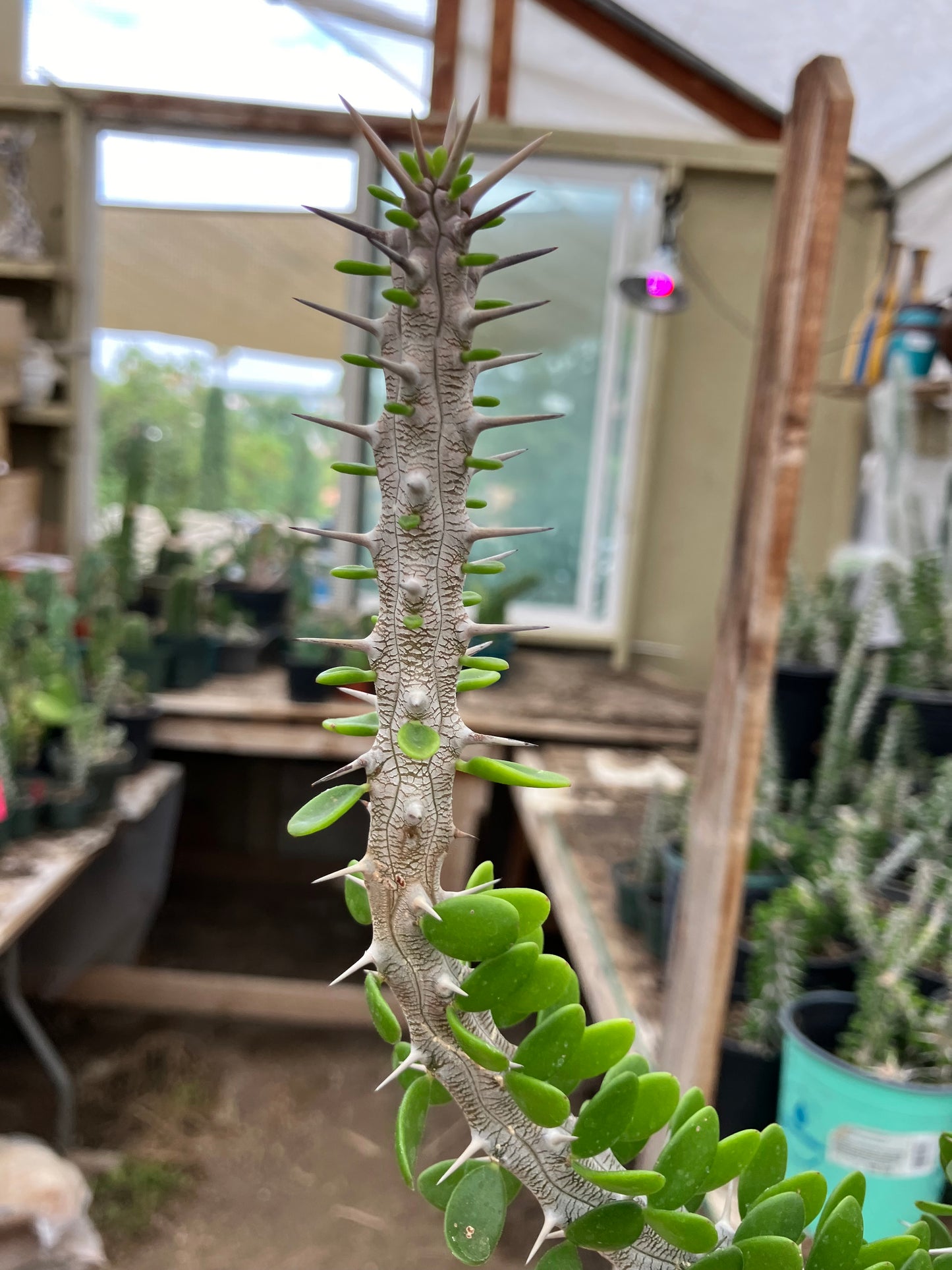 False Ocotillo Alluaudia Procera 13”Tall #133W