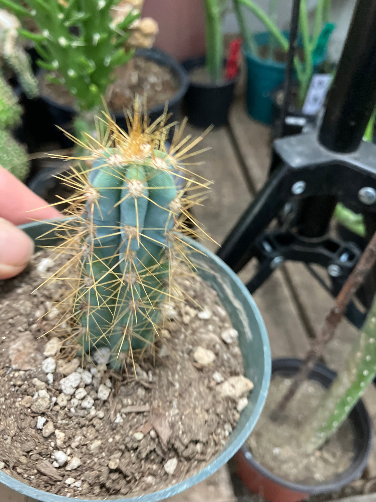 Pilosocereus Blue Azureus 3"Tall #10B