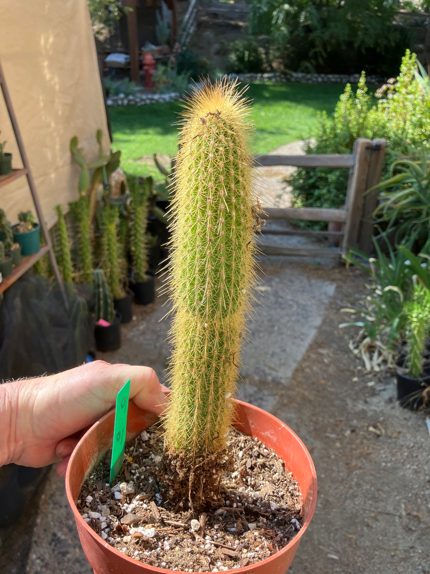 Cleistocactus hyalacanthus Cactus Columnar 10”Tall #10G