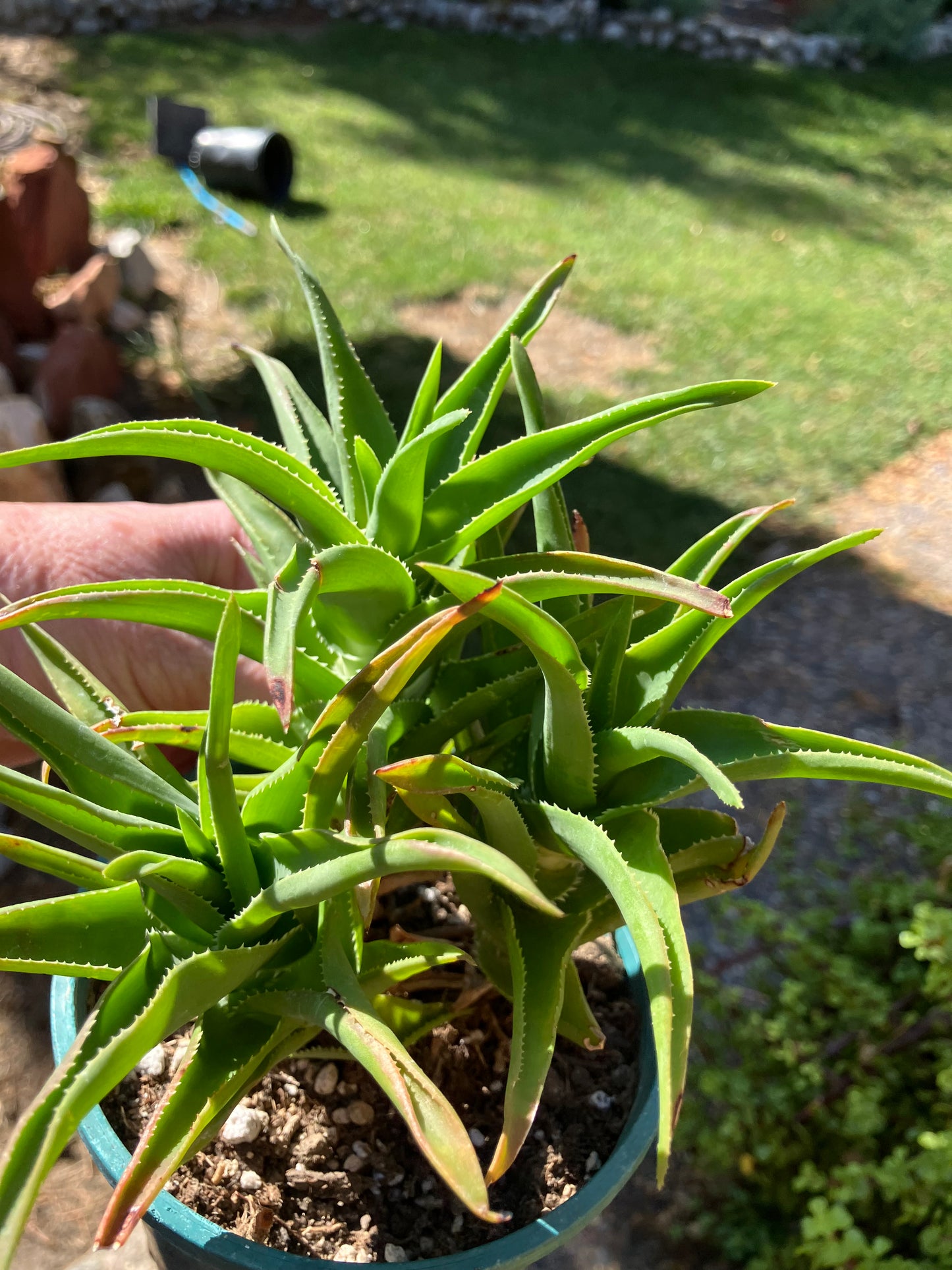 Aloe Ciliaris x Delaeti Hybrid Climbing Succulent 6”Tall 6"Wide #66B