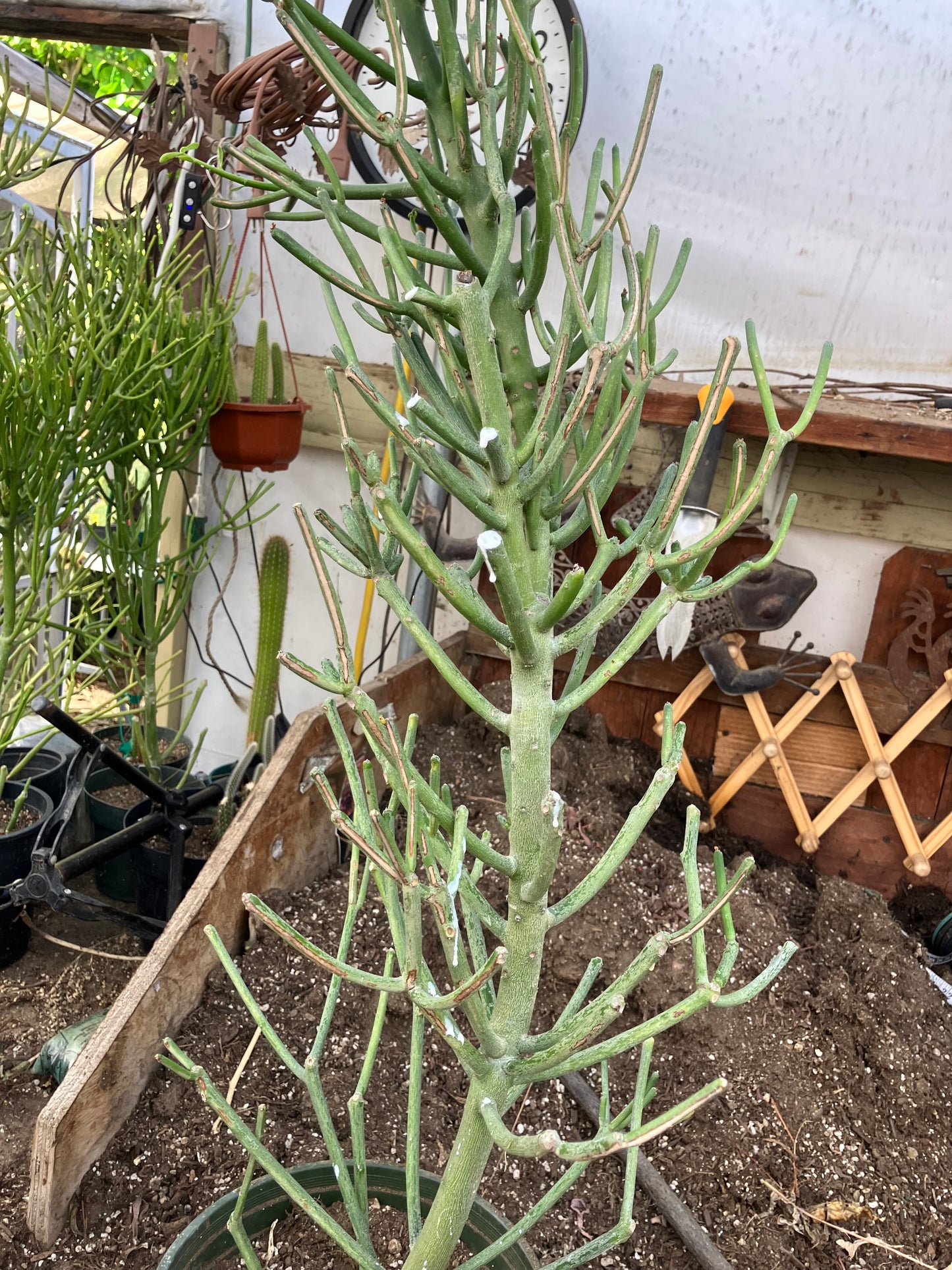 Euphorbia tirucalli Fire Stick 36"Tall 11"Wide #7G