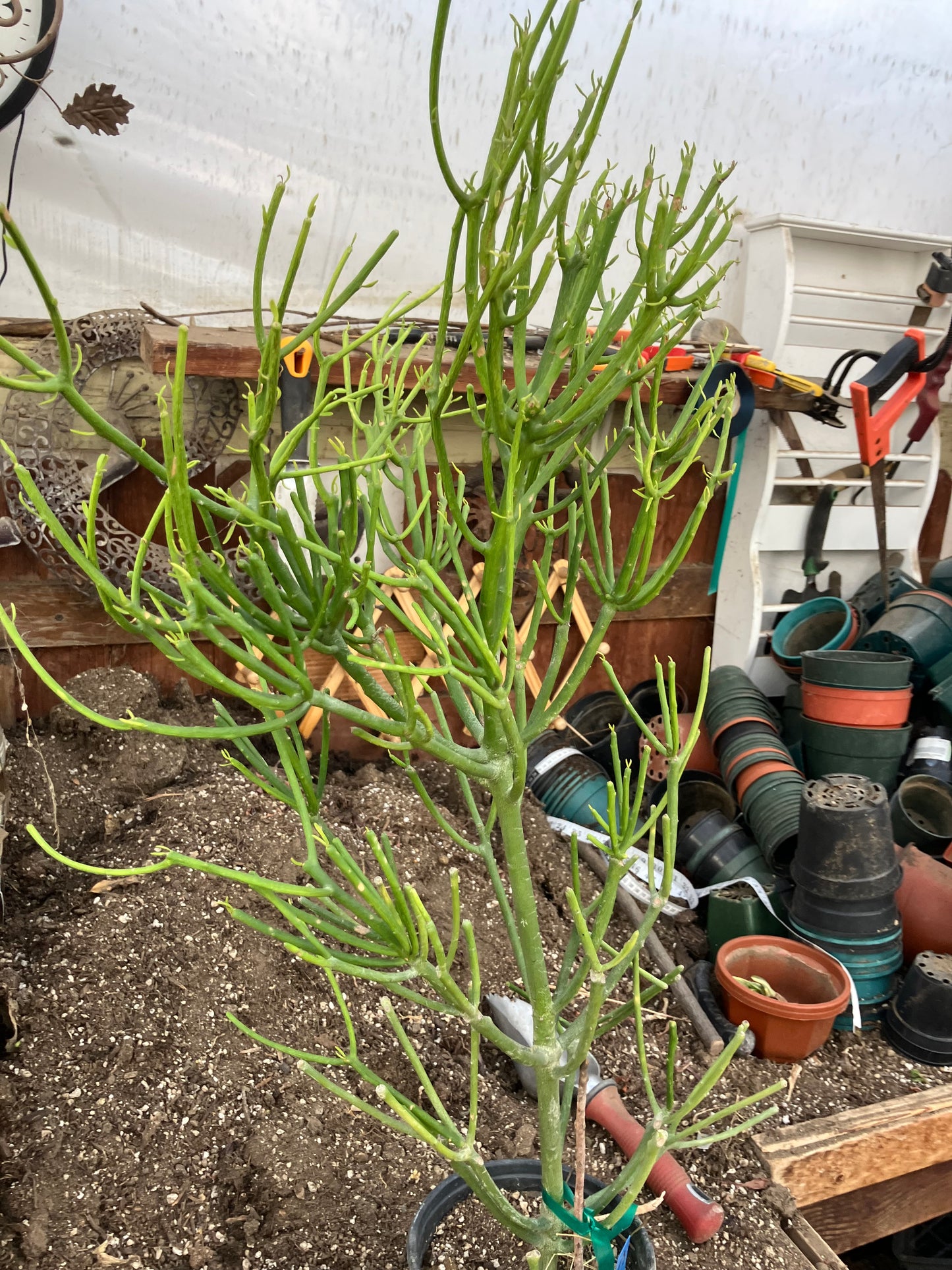 Euphorbia tirucalli Fire Stick 30"Tall 15"Wide #53B