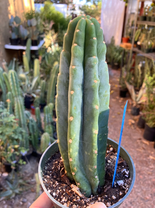 San Pedro Cactus - Trichocereus pachanoi 6"Tall #20B