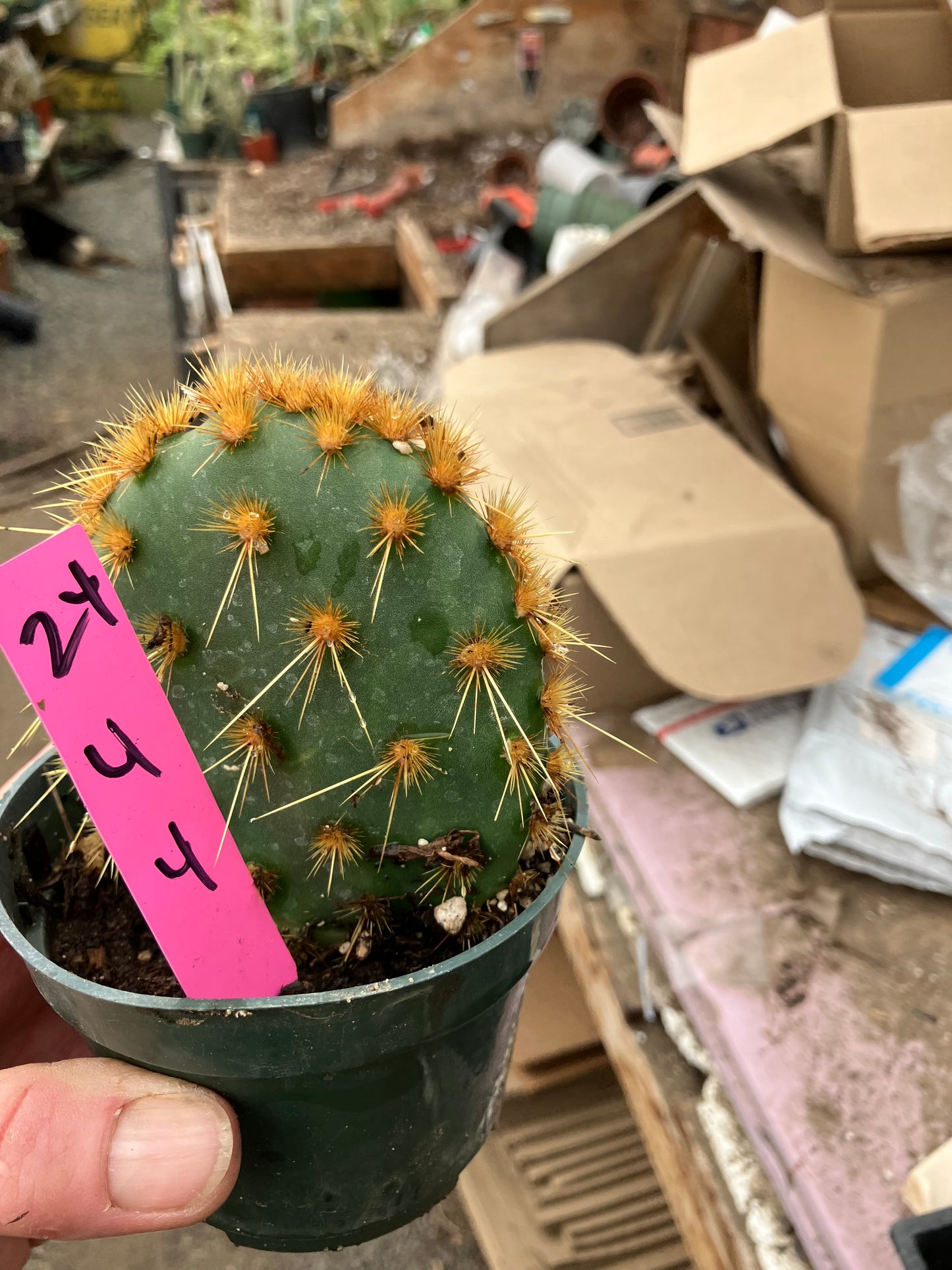 Opuntia Chenille Prickly Pear 4"Tall 4" Wide #24P