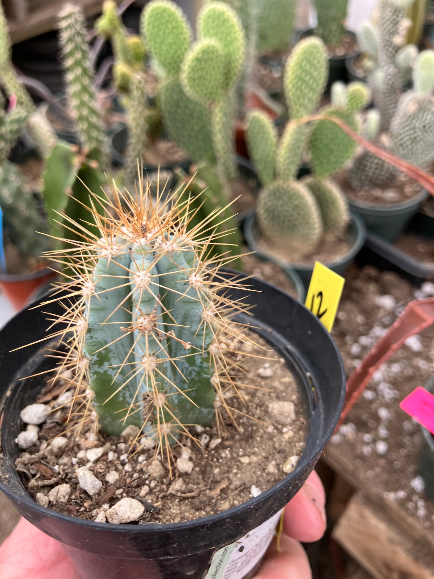 Pilosocereus Blue Azureus 2"Tall #12Y