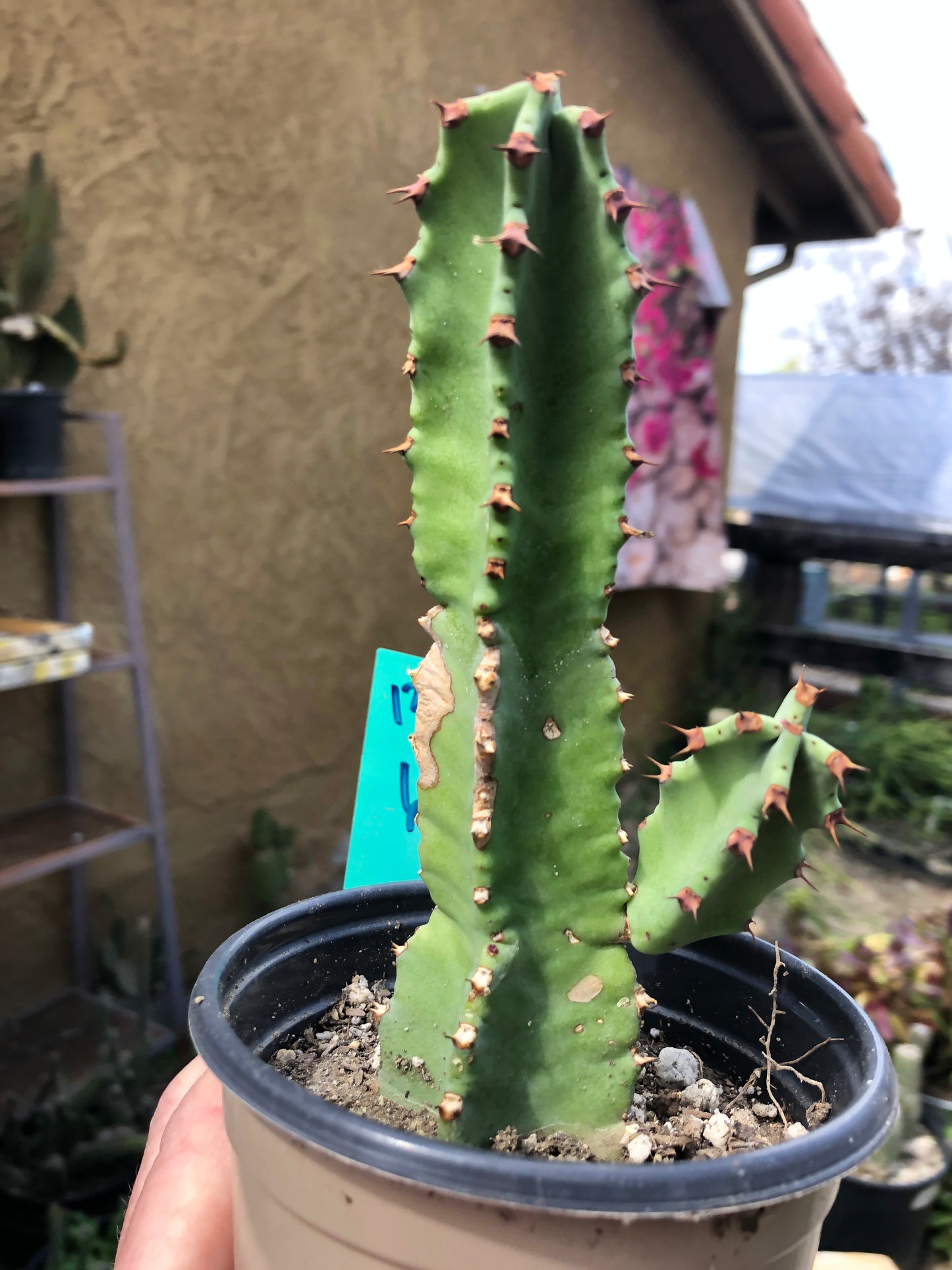 Euphorbia resinifera Moroccan Mound 6"Tall #12G