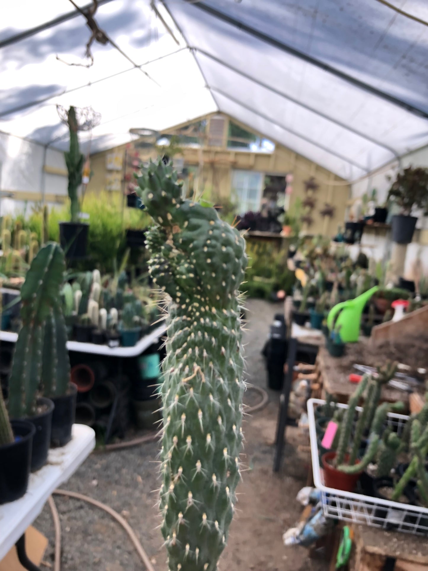 Cylindropuntia fulgida Cholla Boxing Glove Cactus Crest 6.5"Tall #63W