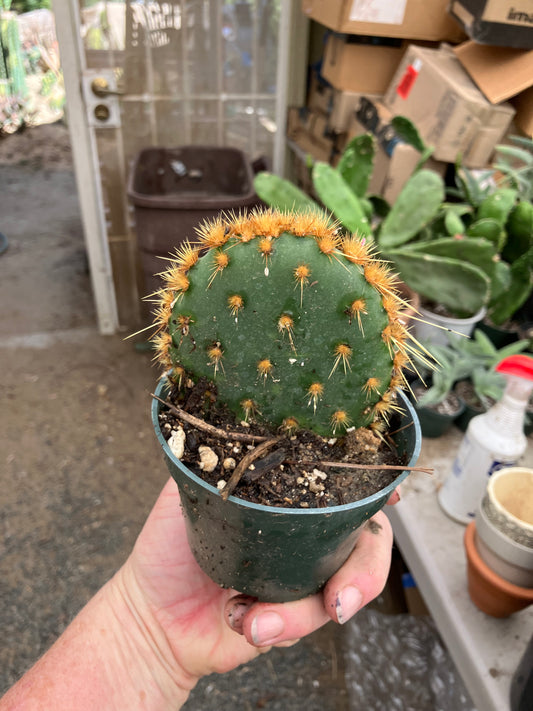 Opuntia Chenille Prickly Pear 4"Tall 4" Wide #24P