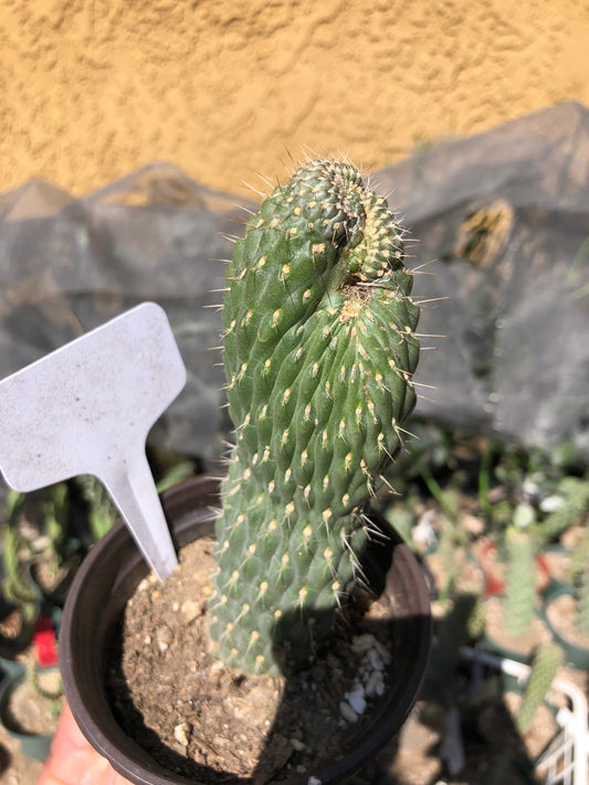 Cylindropuntia fulgida Cholla Boxing Glove Cactus Crest 3"Tall #W