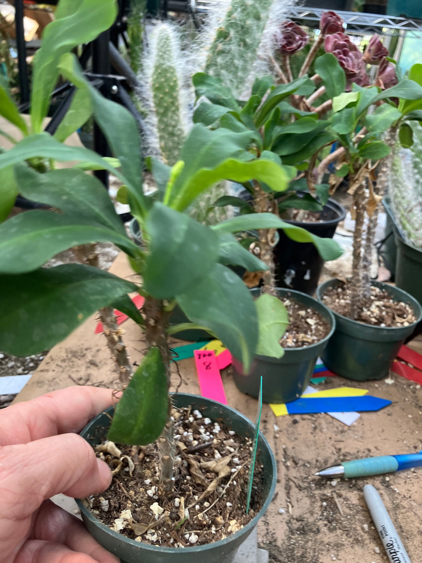 Euphorbia milii White Crown of Thorns No Roots Yet  9"Tall 7" Wide #97G