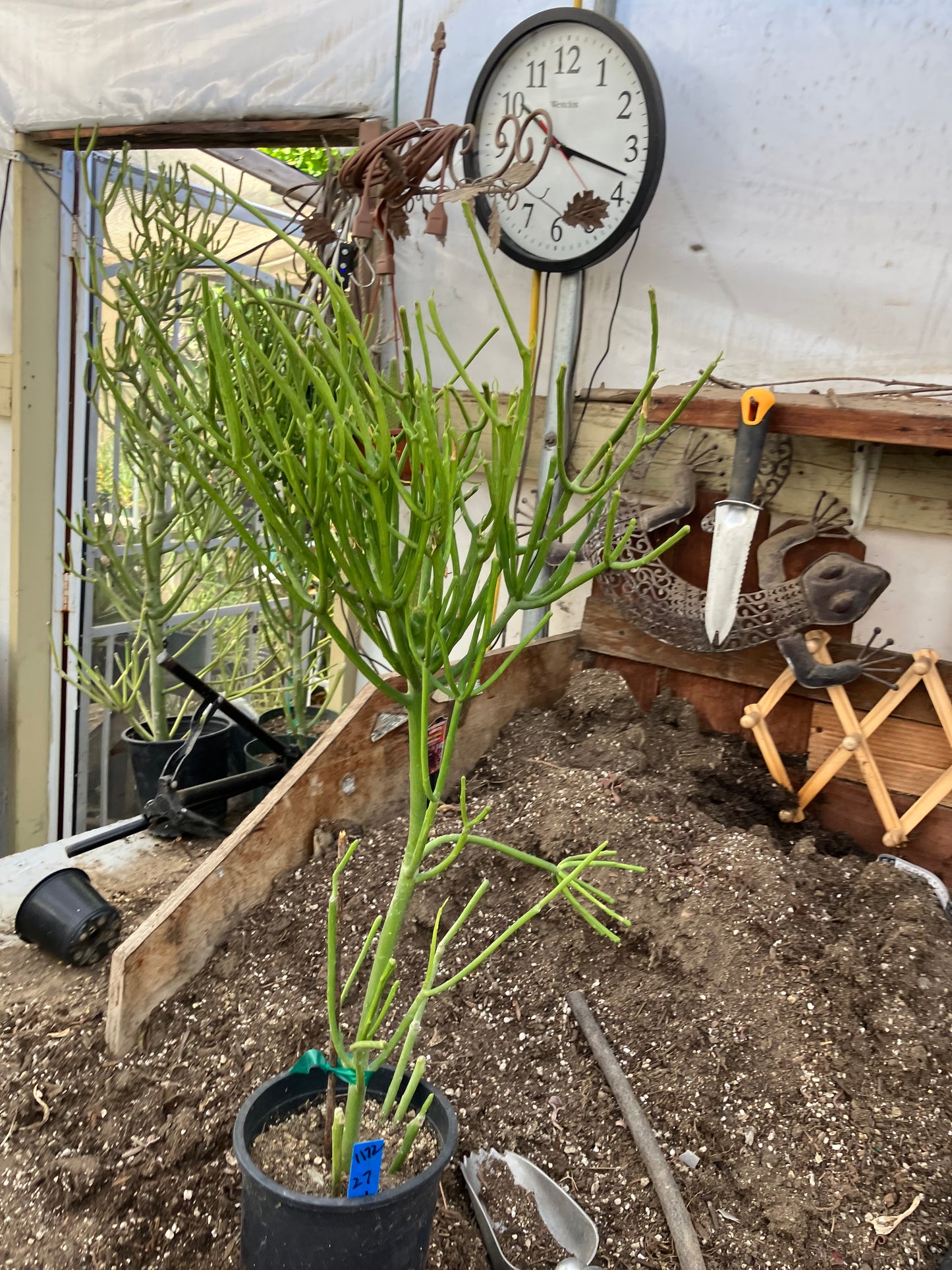 Euphorbia tirucalli Pencil cactus 27"Tall 11"Wide #1172B