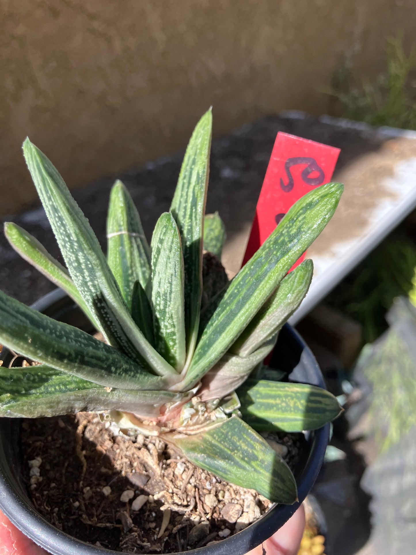 Gasteria Succulent Little Warty 5”Wide #50R