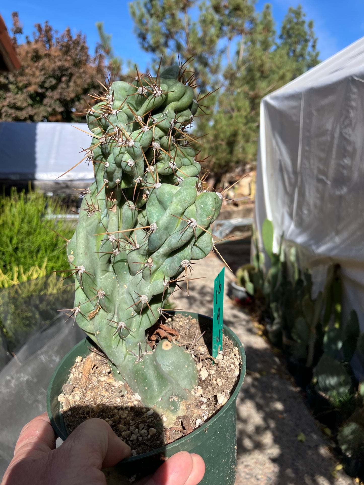 Cereus Peruvianus Monstrose Night Blooming 9" Tall 4"Wide #10G