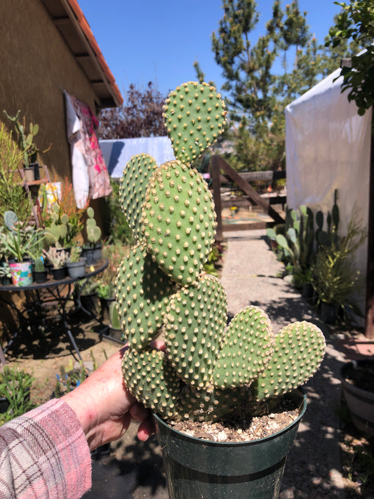 Opuntia microdasys Off White Bunny 11.5"Tall #115G