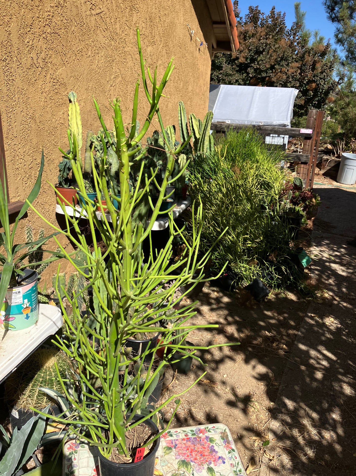 Euphorbia tirucalli Pencil Cactus/Succulent 38"Tall 14"Wide #11R