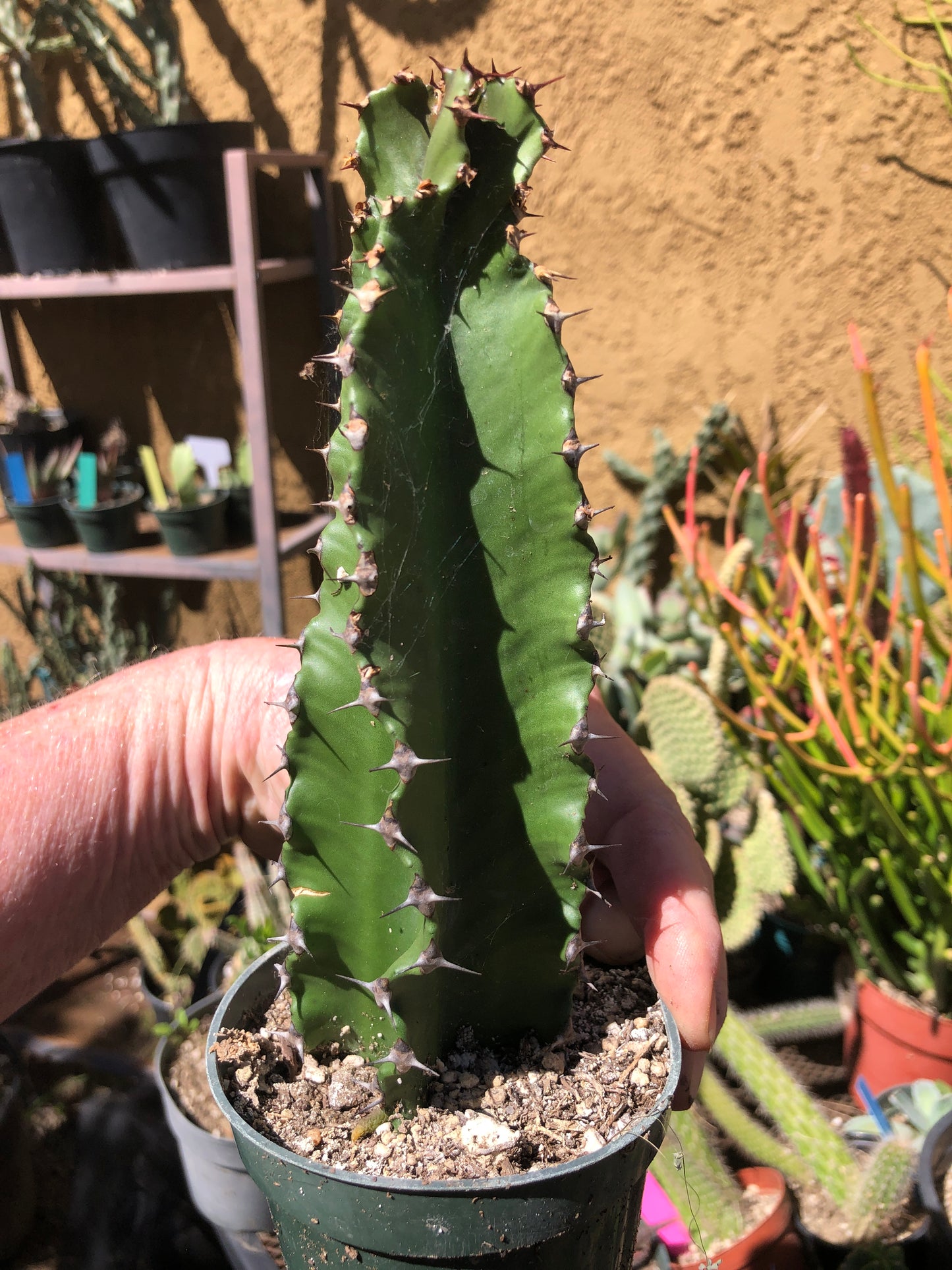 Euphorbia ingens Chocolate Drop 8”Tall #16B