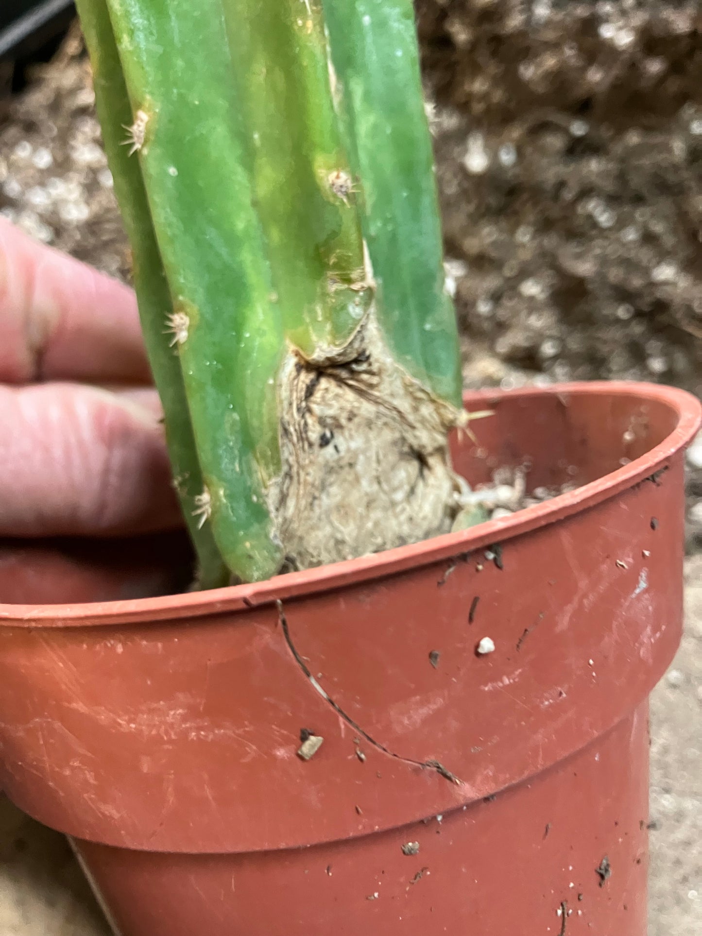 San Pedro Cactus - Trichocereus pachanoi 11" Tall #99W