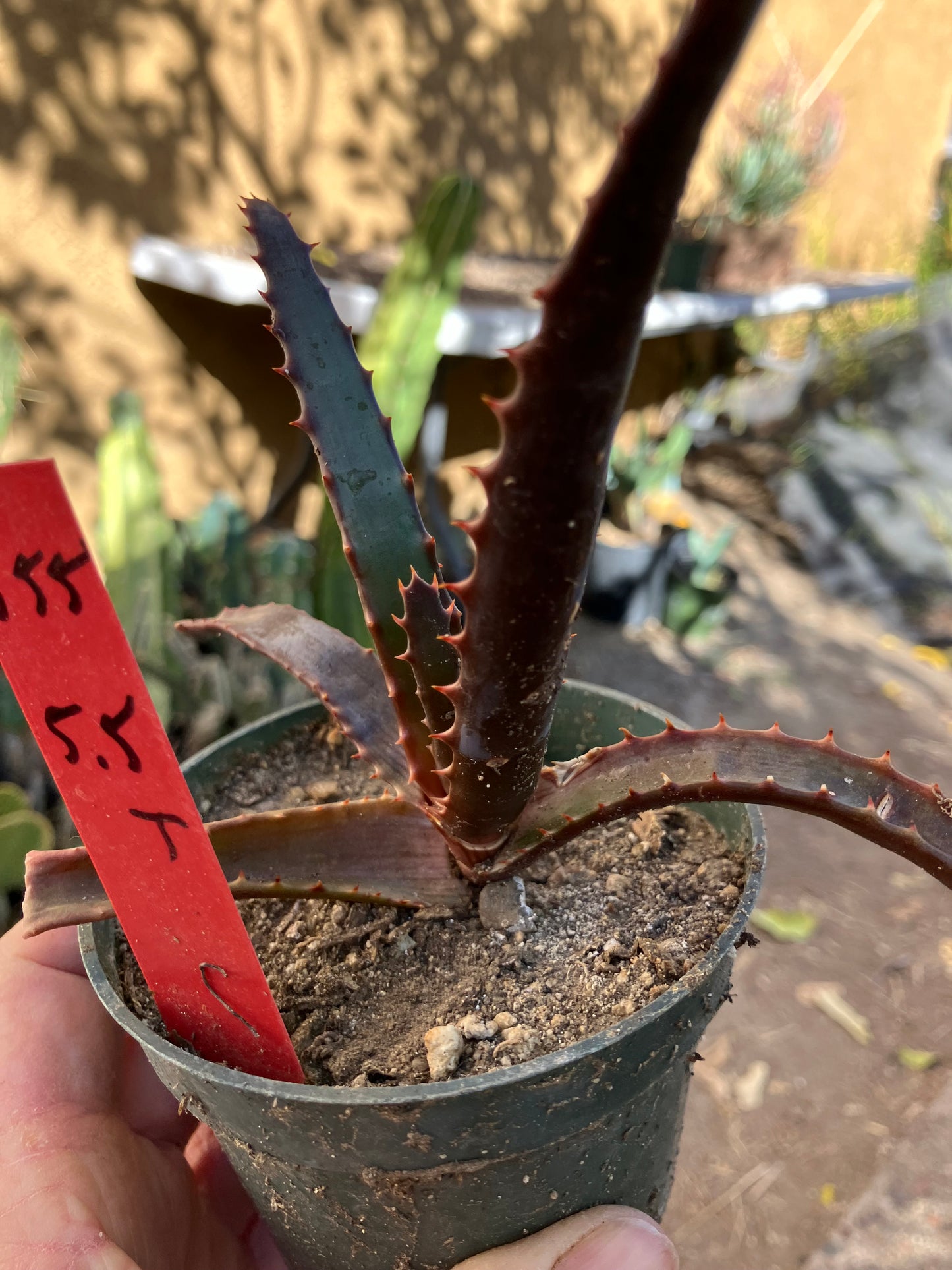 Aloe~ barberae Giant tree Aloe 5" Tall #555R