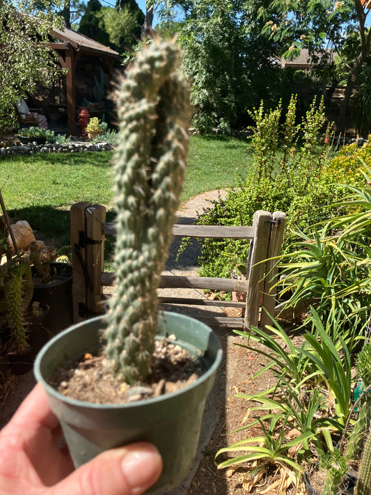 Cylindropuntia fulgida Cholla Boxing Glove Cactus Crest 7.5"Tall #57P