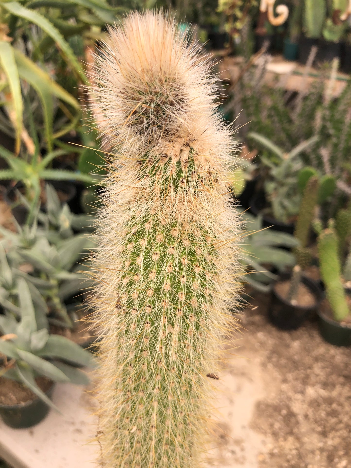 Cleistocactus Strausii Silver Torch Cactus 11”Tall #11W