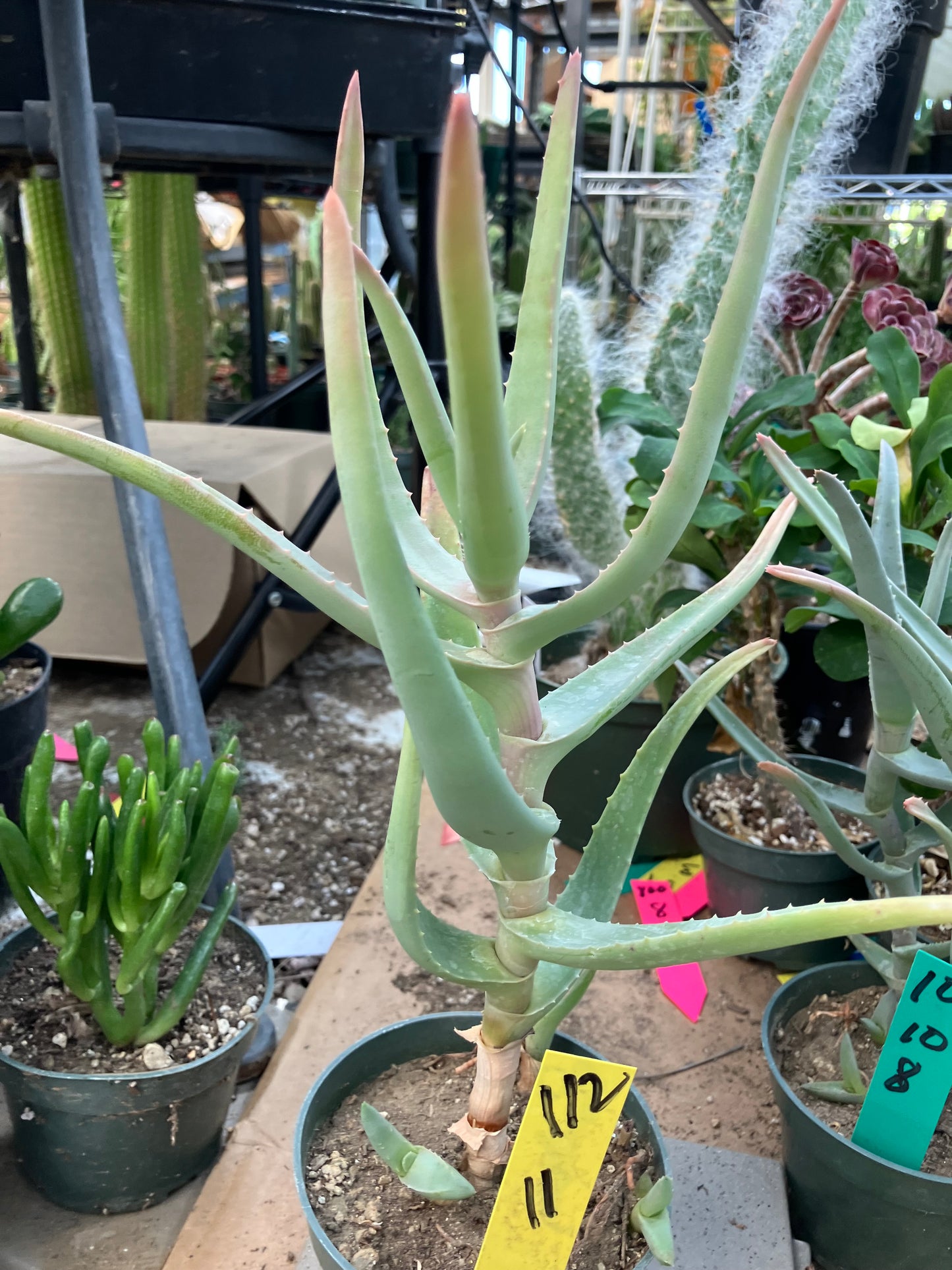 Aloe Hybrid 11"Tall  #112Y