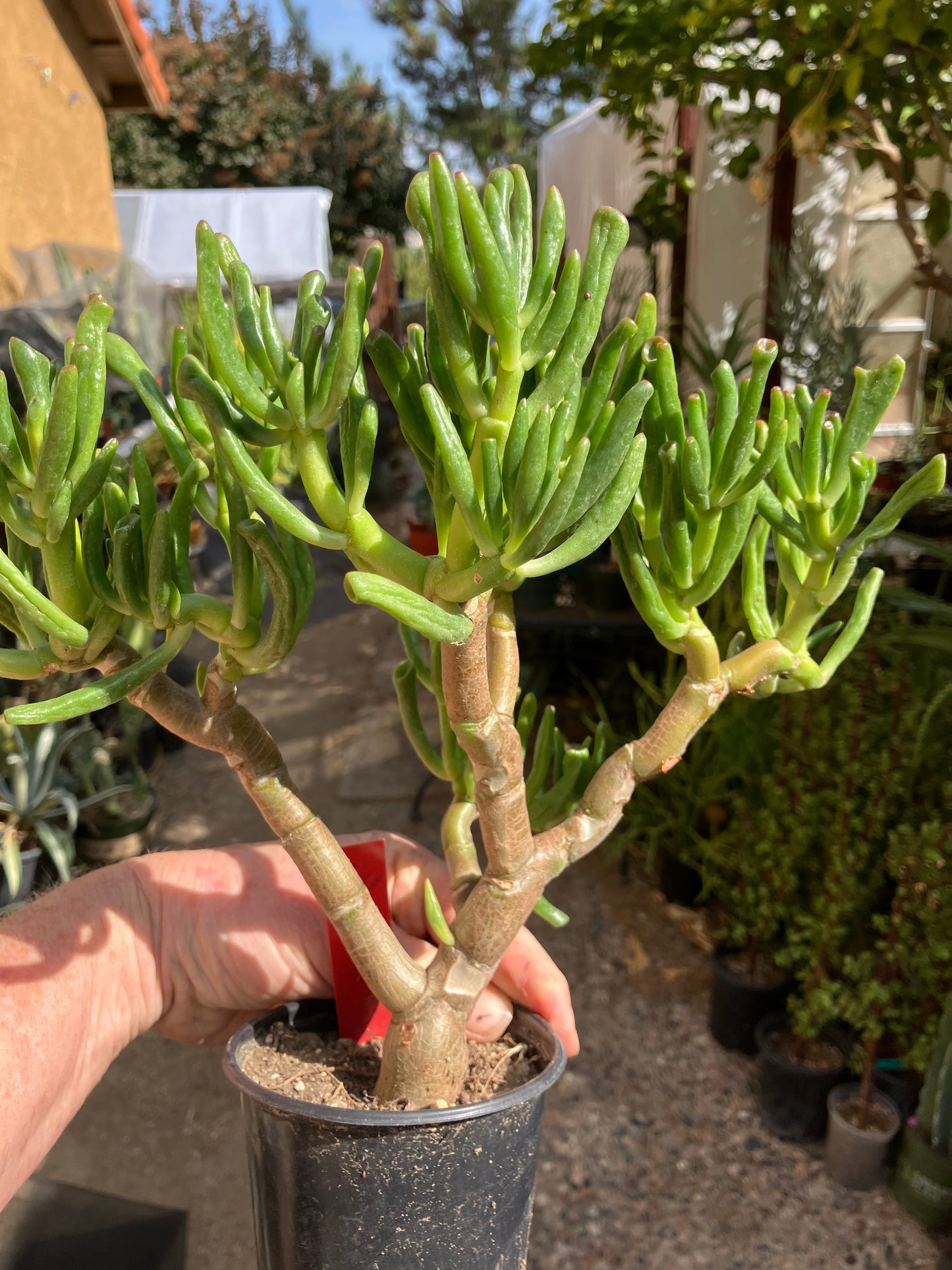 Crassula Gollum Jade Succulent Bonsai Style Living Plant 10”Tall #112R