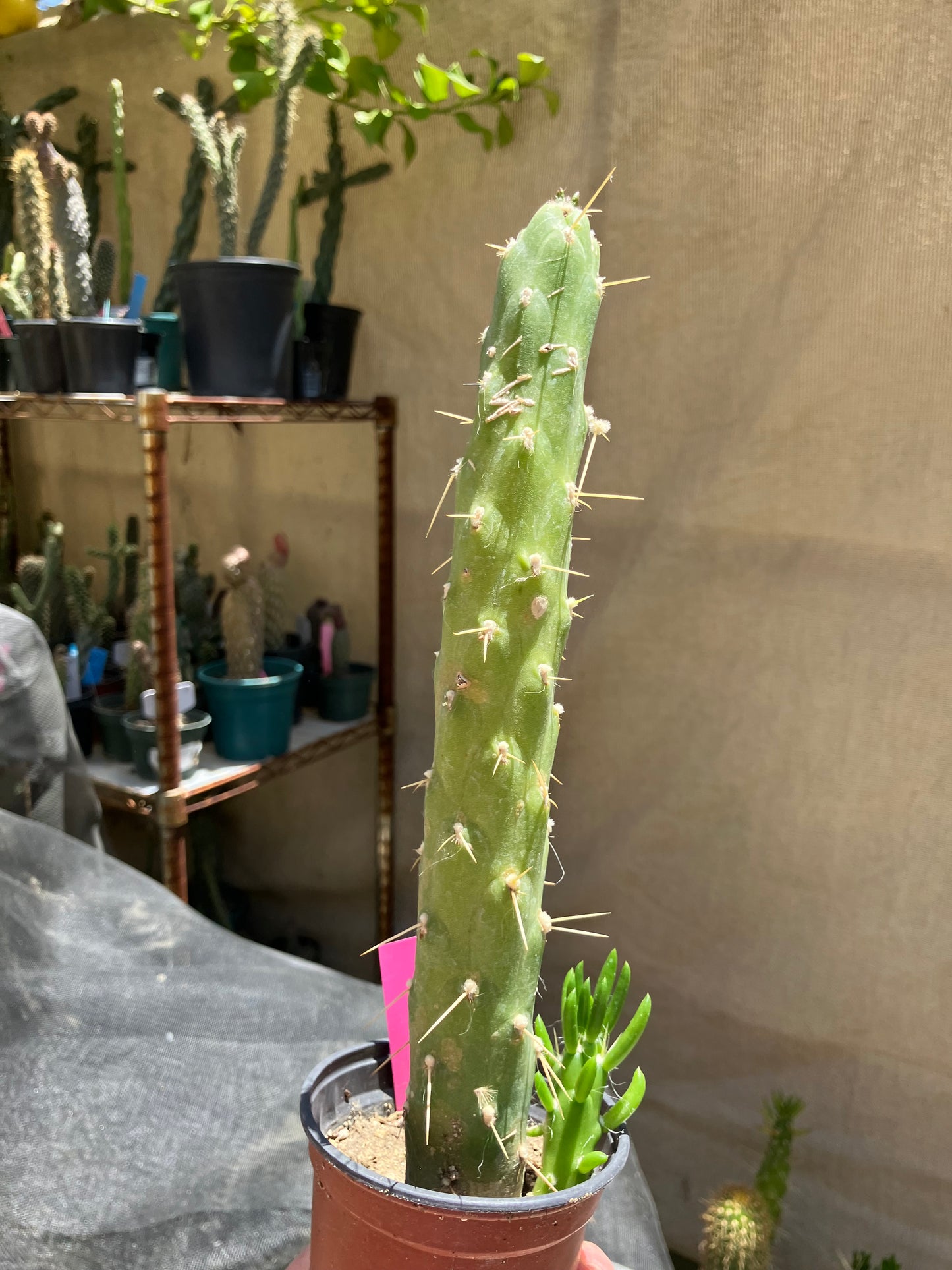 Austrocylindropuntia Full Size Eve's Needle 10"Tall #100P