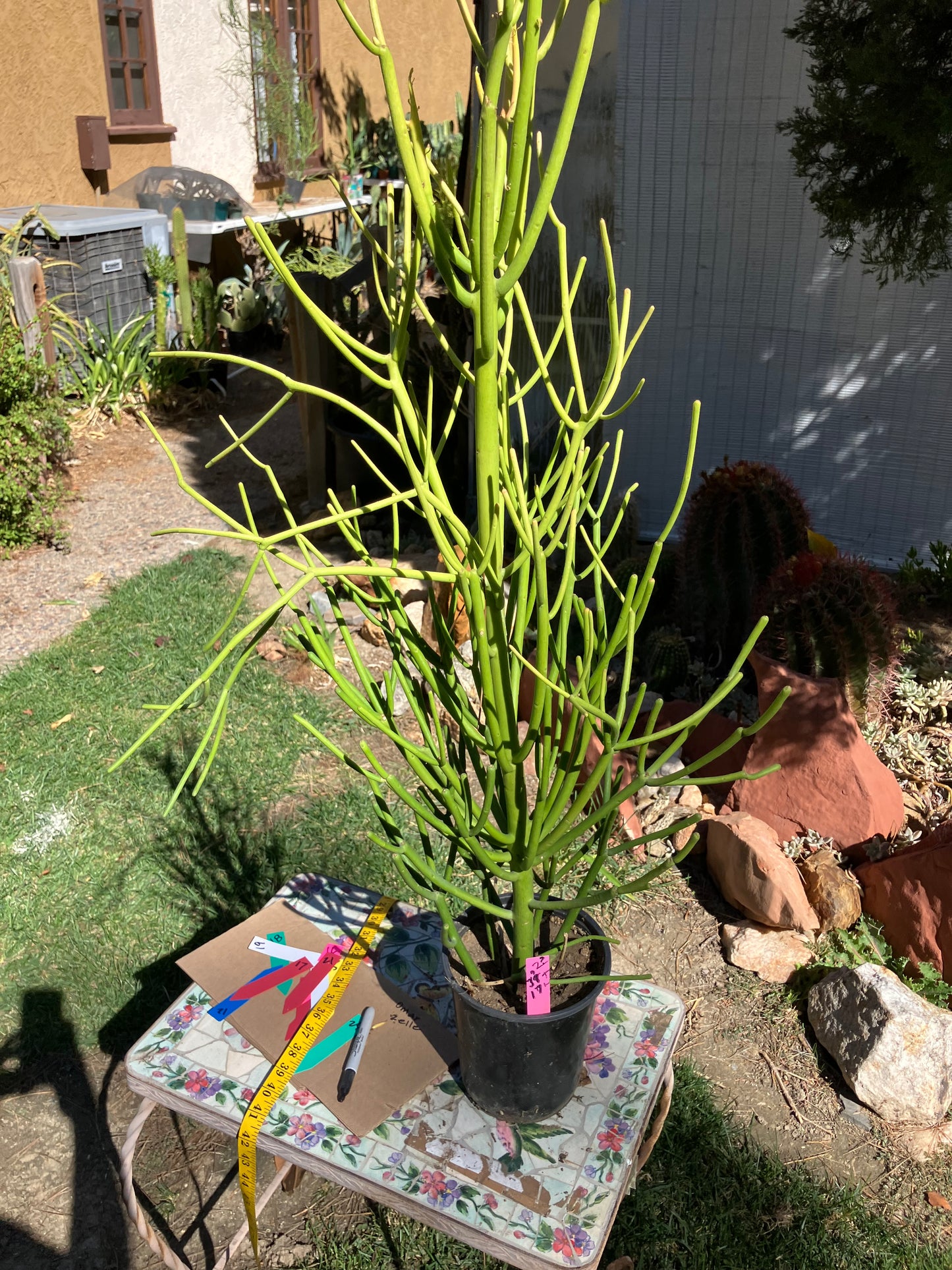 Euphorbia tirucalli Pencil Cactus/Succulent 37"Tall 17"Wide #2P