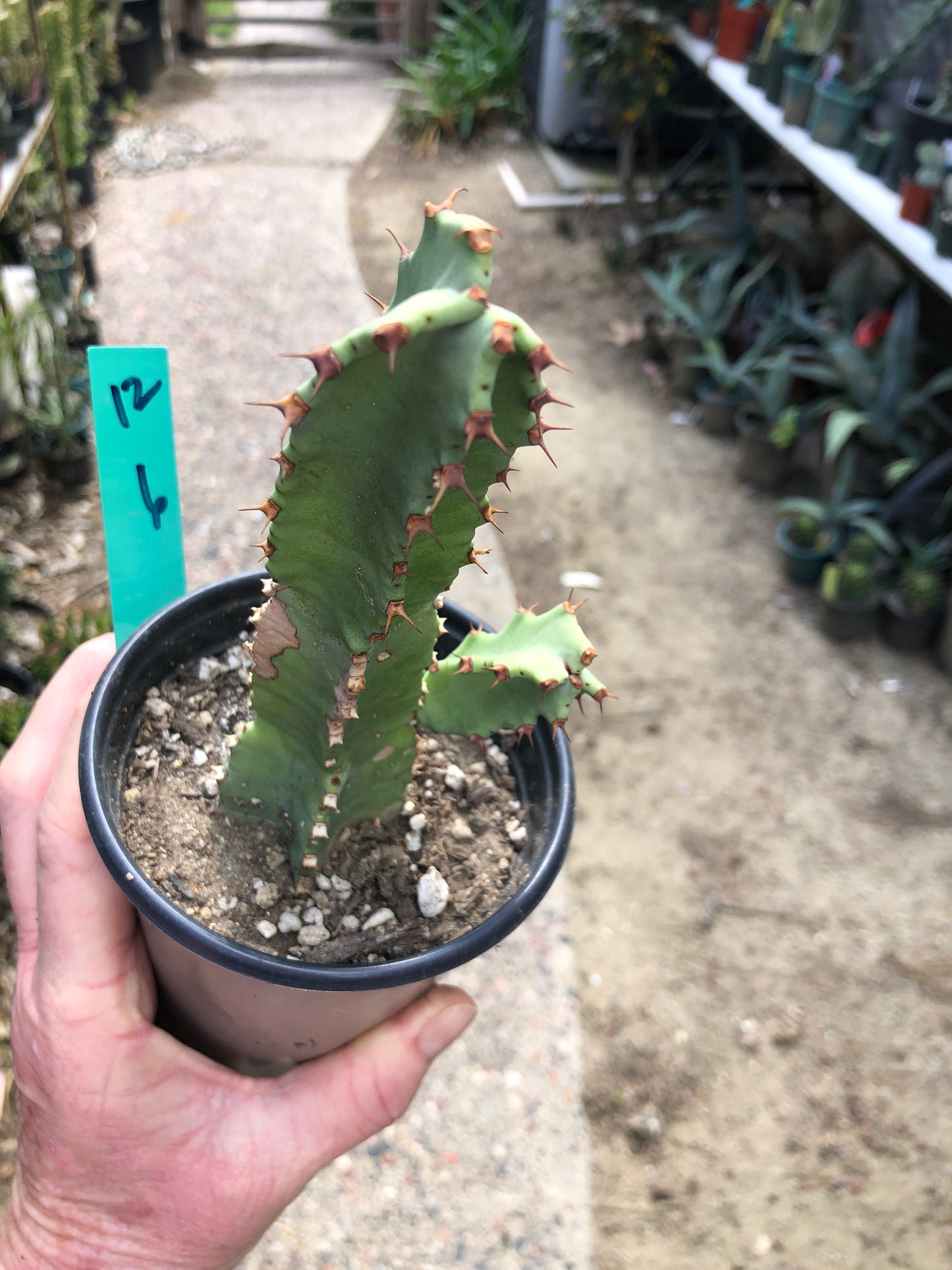 Euphorbia resinifera Moroccan Mound 6"Tall #12G