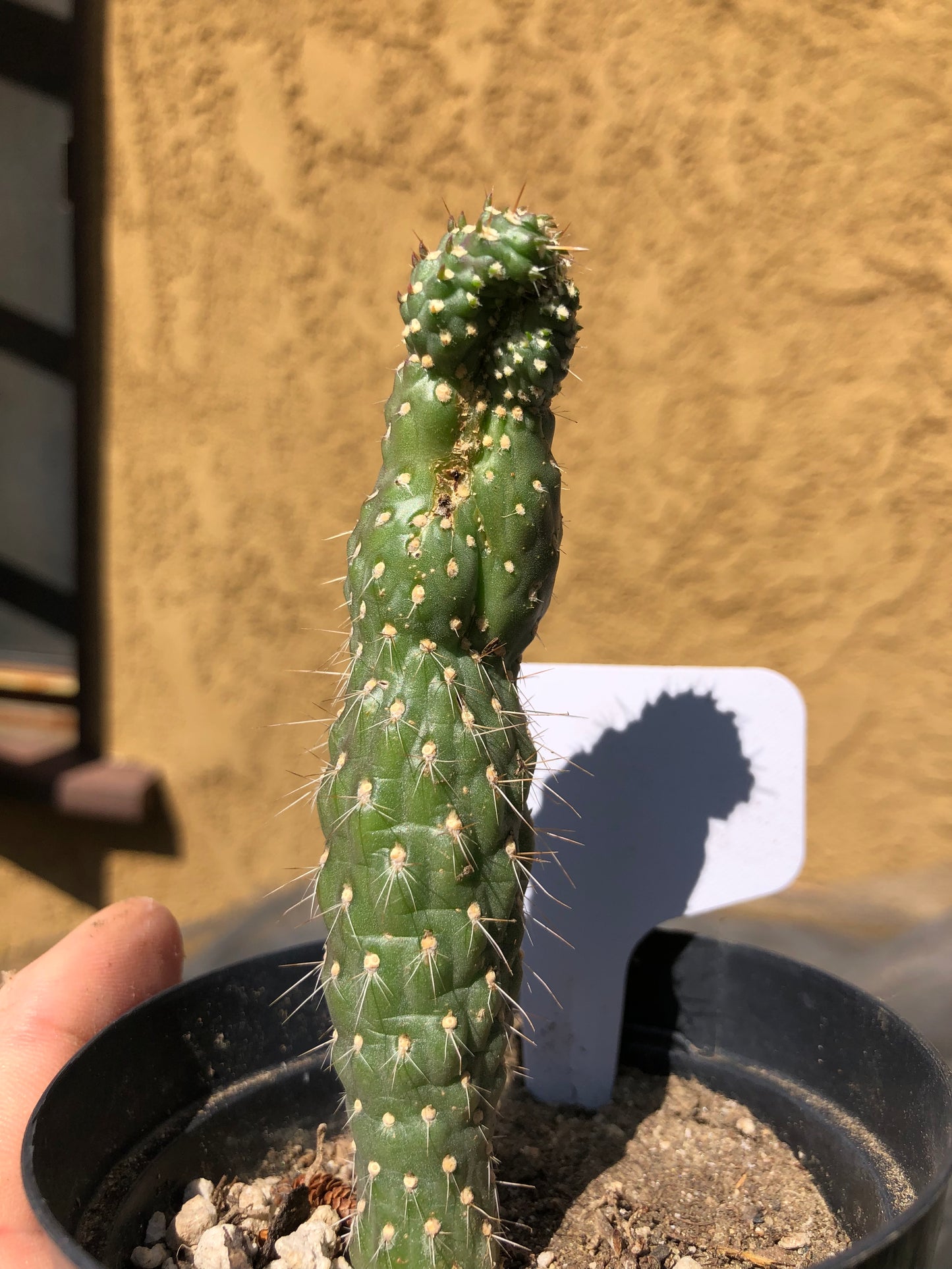 Cylindropuntia fulgida Cholla Boxing Glove Cactus Crest 4"Tall #W