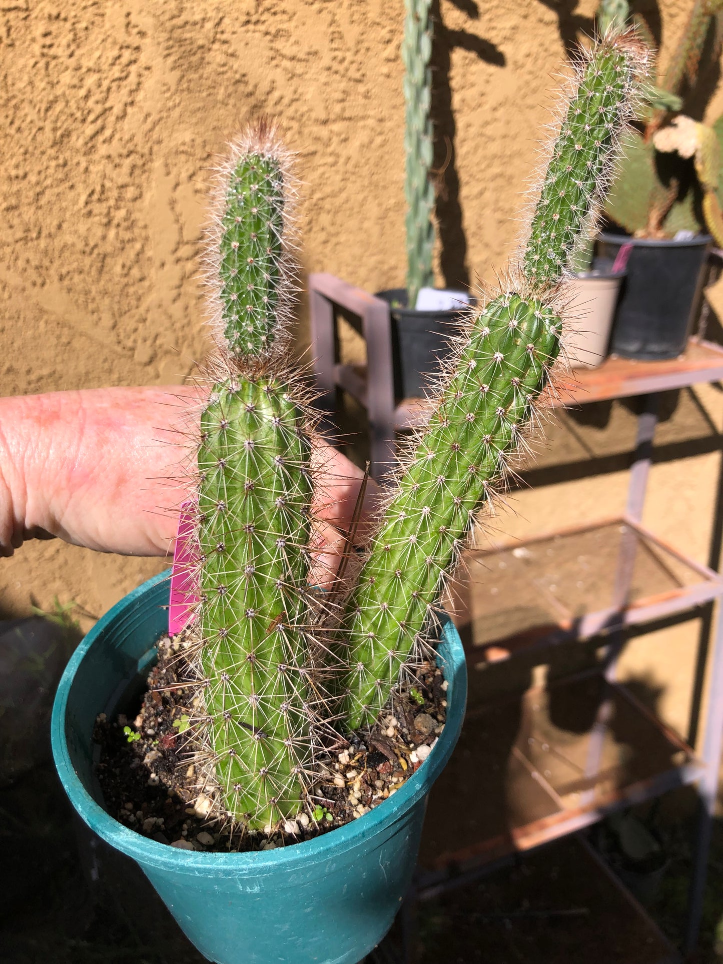 Echinocereus pensilis Snake Cactus Plant 8"Tall #601P
