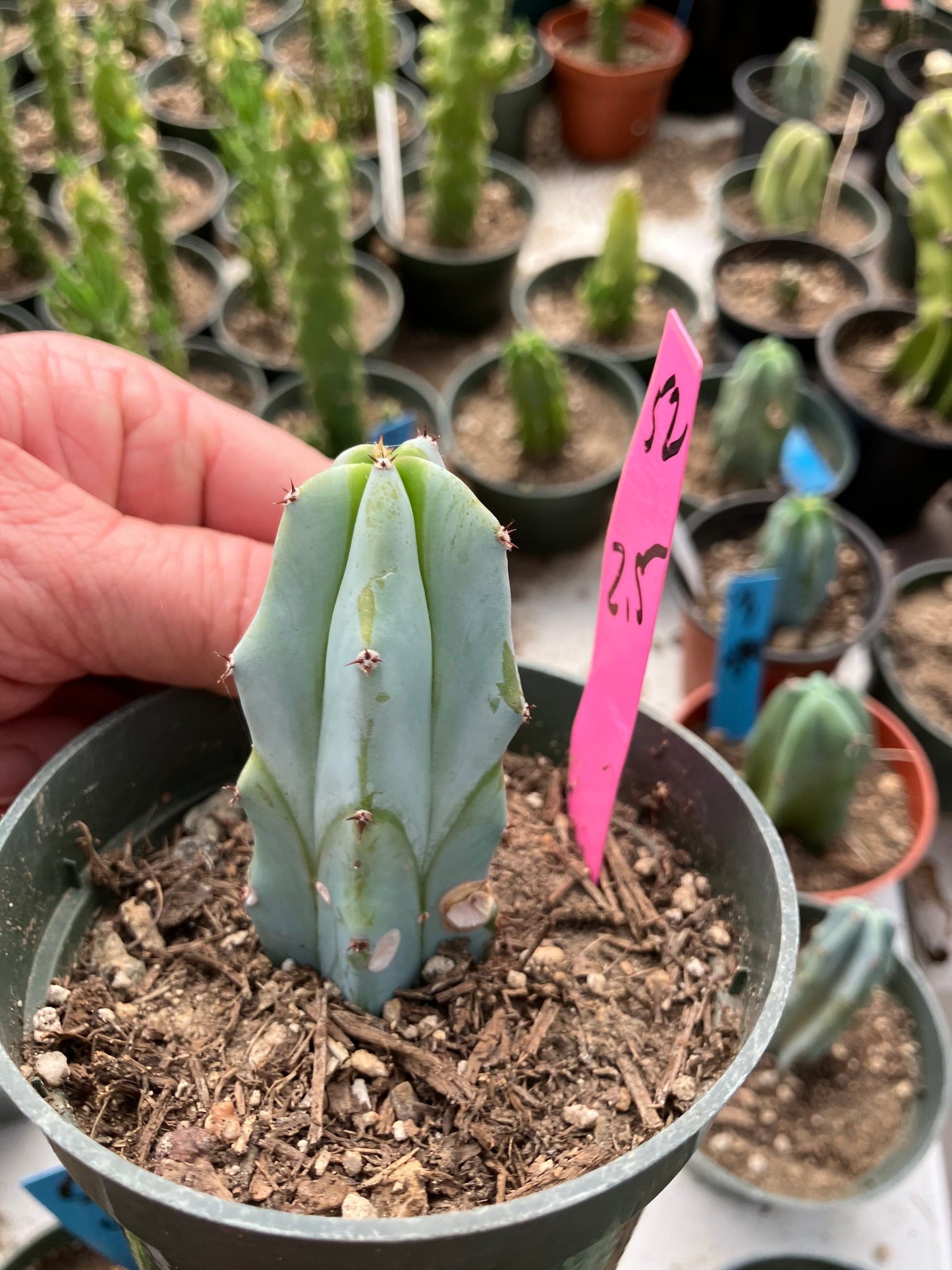 Myrtillocactus geometrizans Blue Myrtle Cactus 2.5"Tall #52P