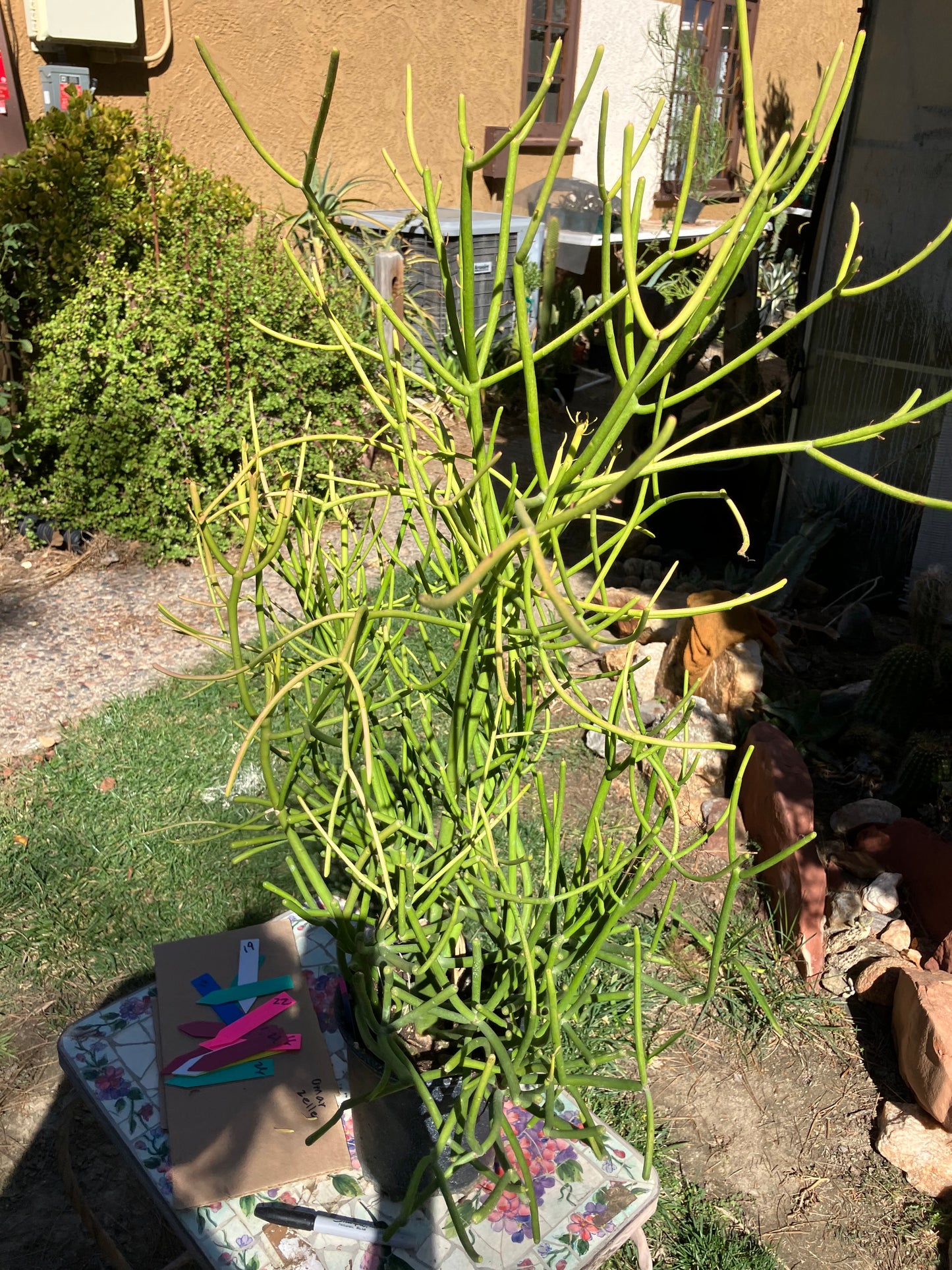 Euphorbia tirucalli Pencil Cactus/Succulent 40"Tall 27"Wide #25B