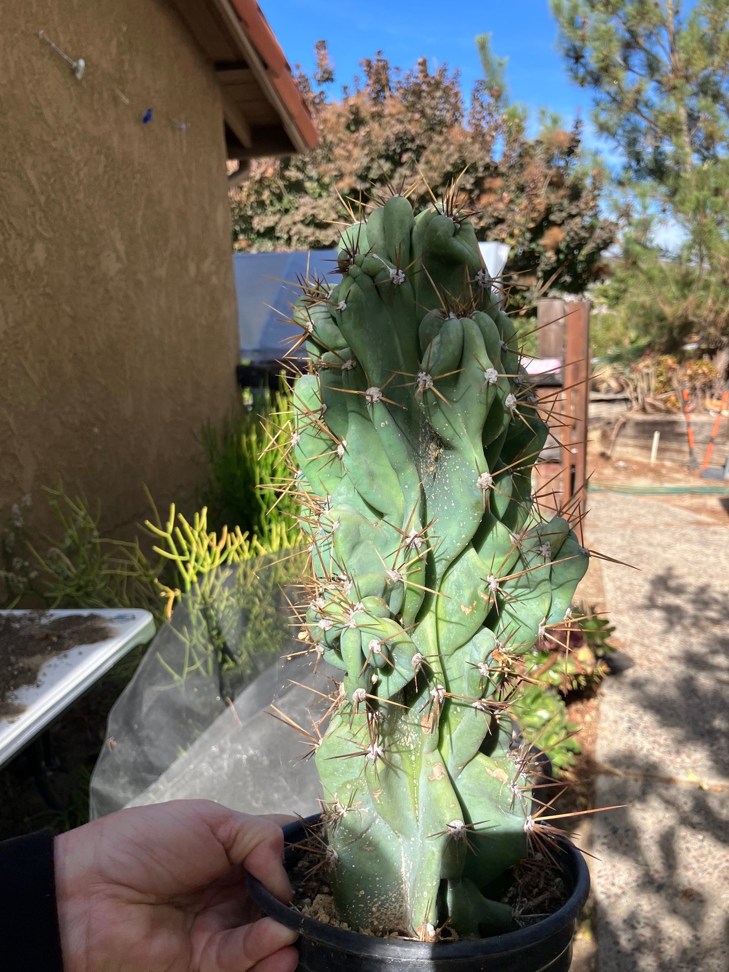 Cereus Peruvianus Monstrose Night Blooming 15”Tall #157B