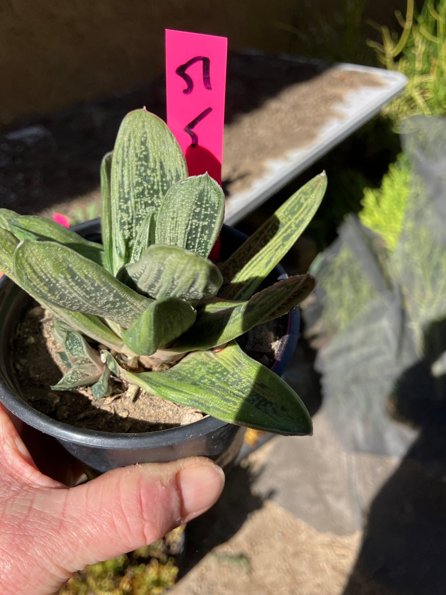 Gasteria Succulent Little Warty 5”Wide #51P