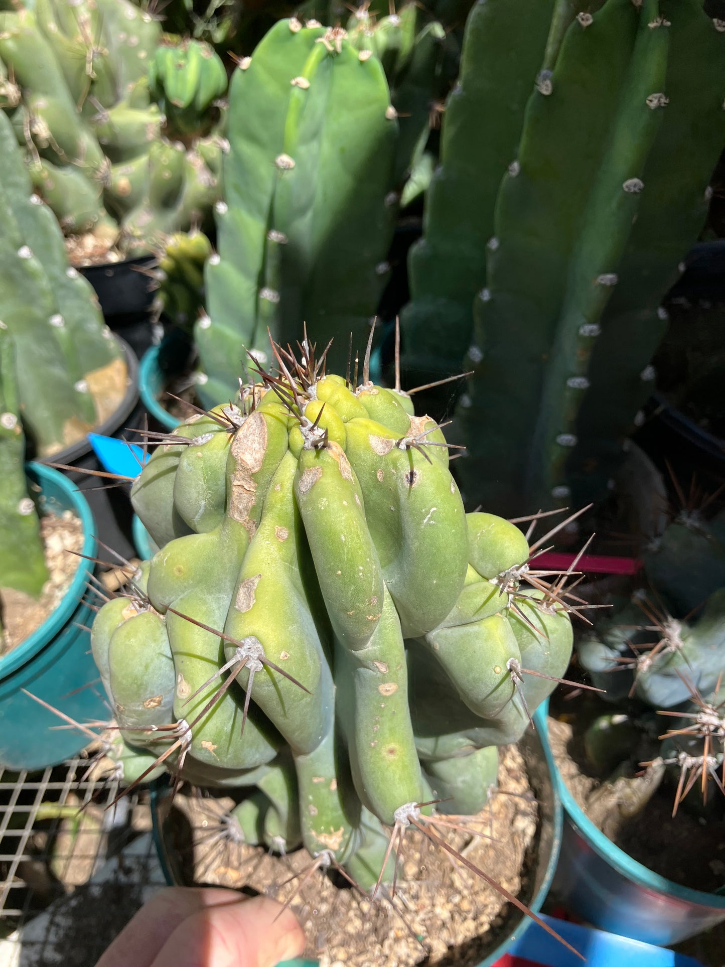 Cereus Peruvianus Monstrose Night Blooming 10"Tall 5"Wide #105G