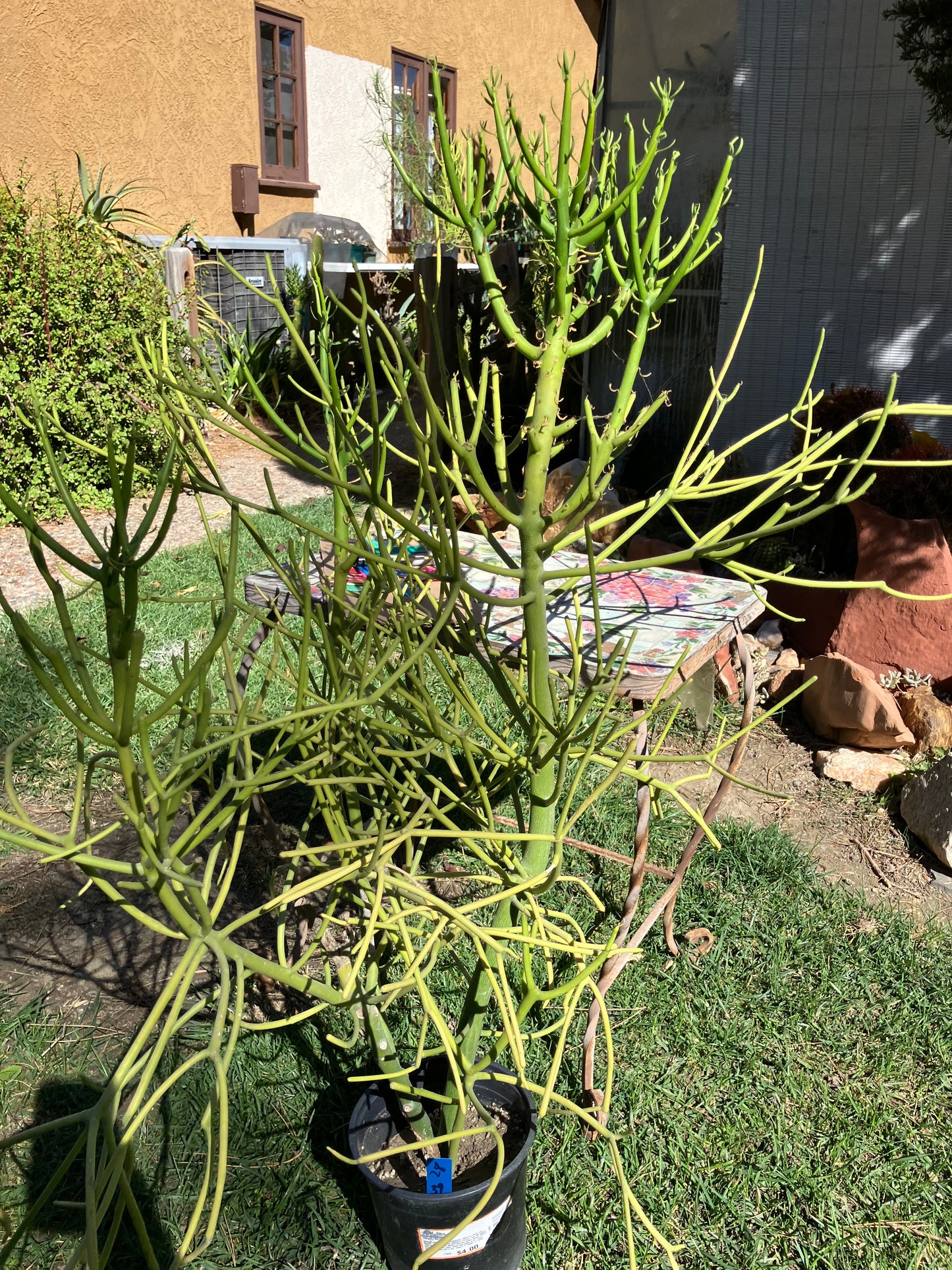 Euphorbia tirucalli Pencil Cactus/Succulent 39"Tall 27"Wide #28B