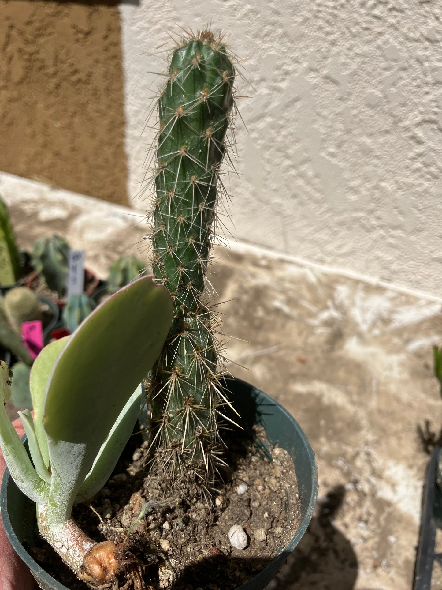 Cholla Cylindropuntia  Buckhorn 5”T #7Y