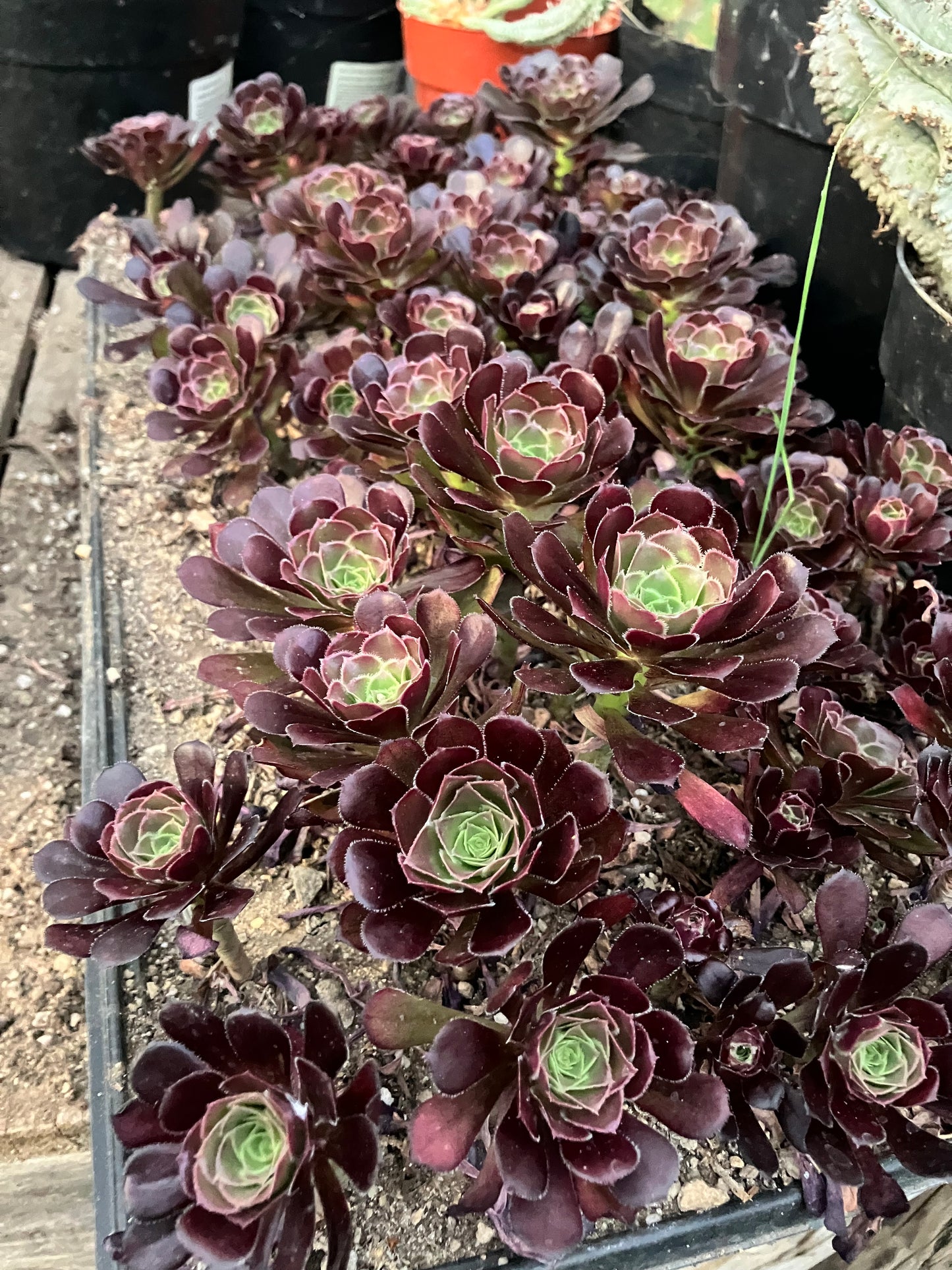 Red Aeoniums "Jack Catlin" Eight (8) Starters 4"-6" Tall Rooted Rosettes