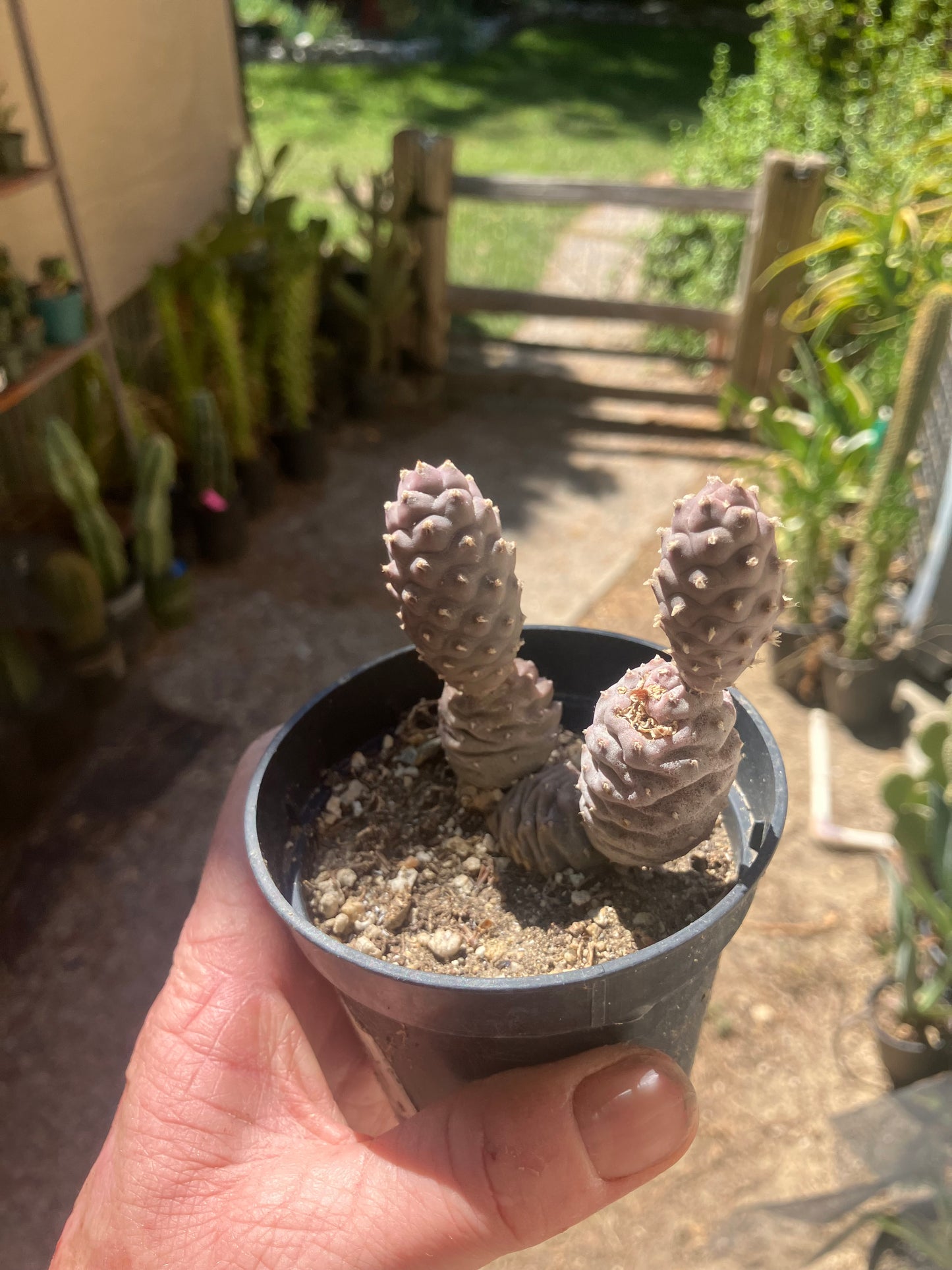 Pine Cone Cactus  Tephrocactus~ articulatus   var. diadematus Pinecone 2.5"Tall