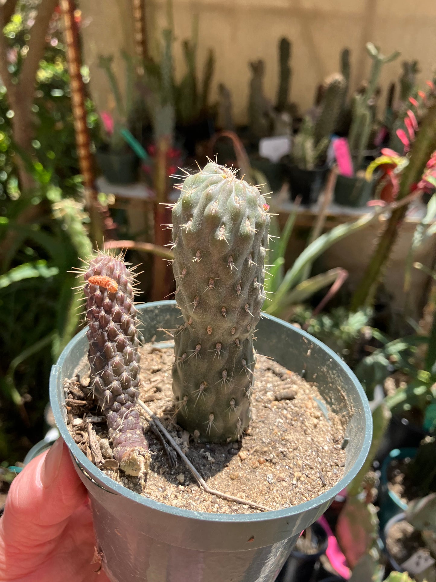 Cylindropuntia fulgida Cholla Boxing Glove Cactus Crest 3.5"Tall #355B