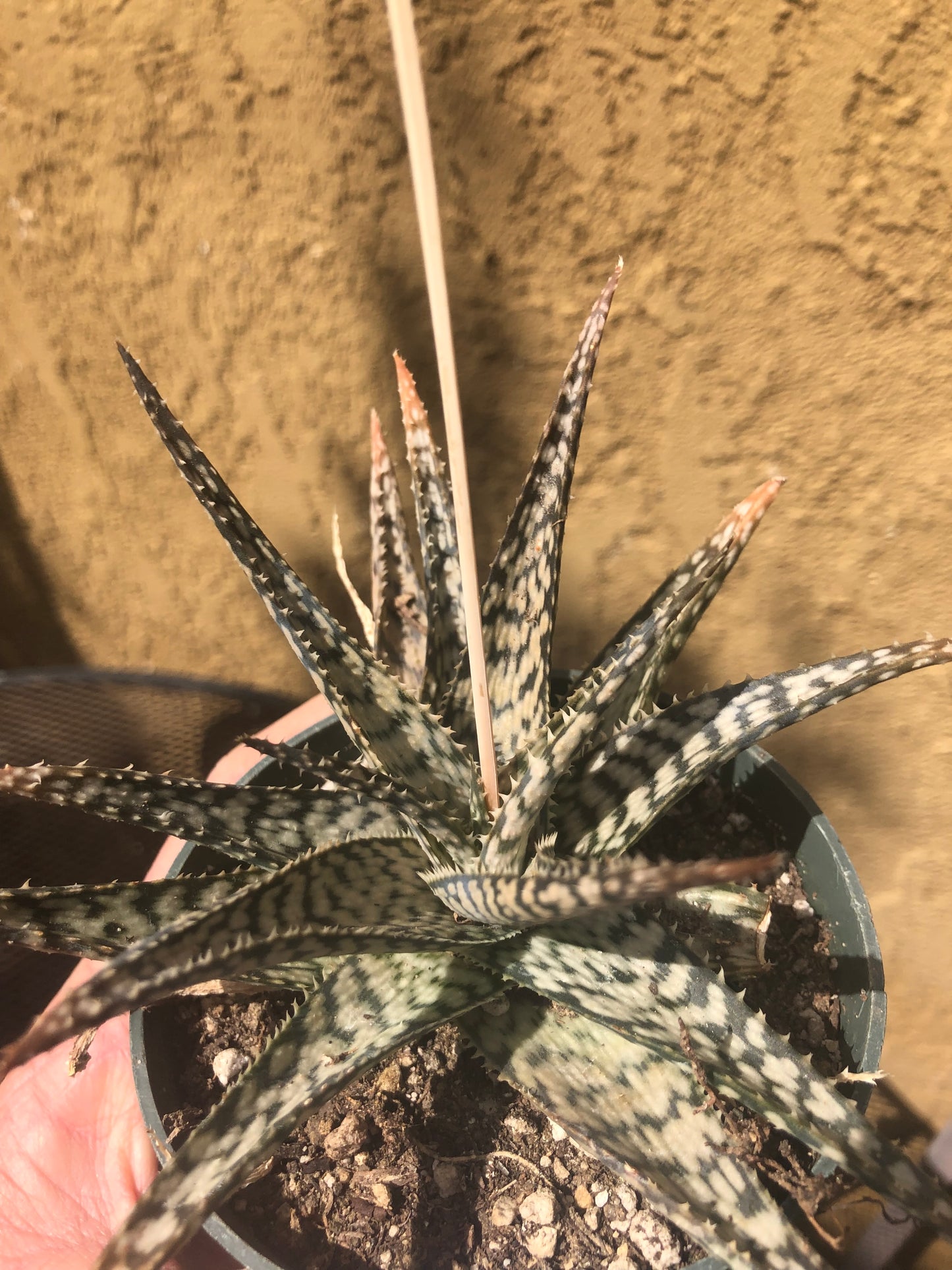 Aloe~  "Lizard lips" Exotic Cultivar Dwarf Aloe 6”Wide #66W