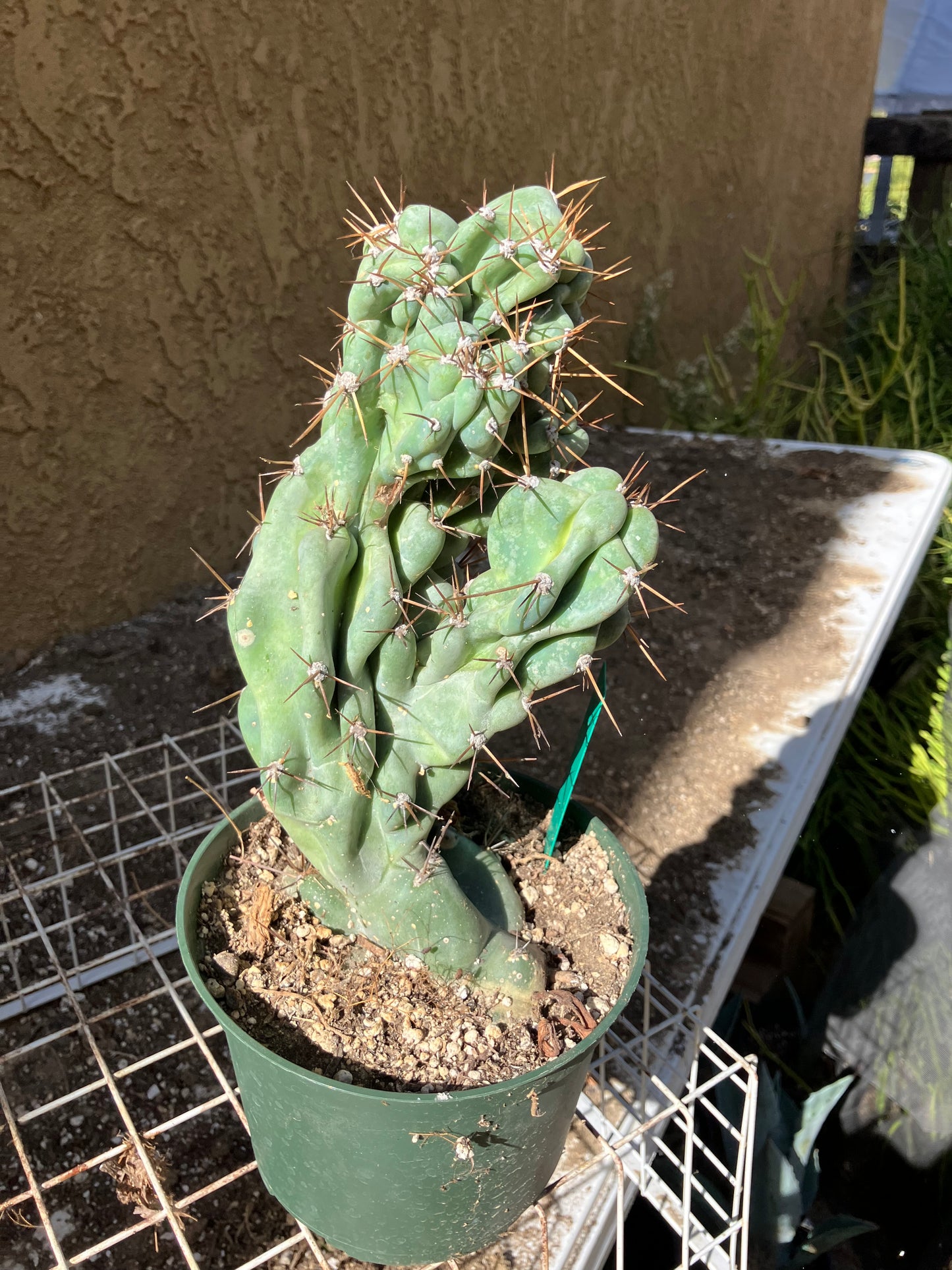 Cereus Peruvianus Monstrose Night Blooming 9" Tall 4"Wide #10G