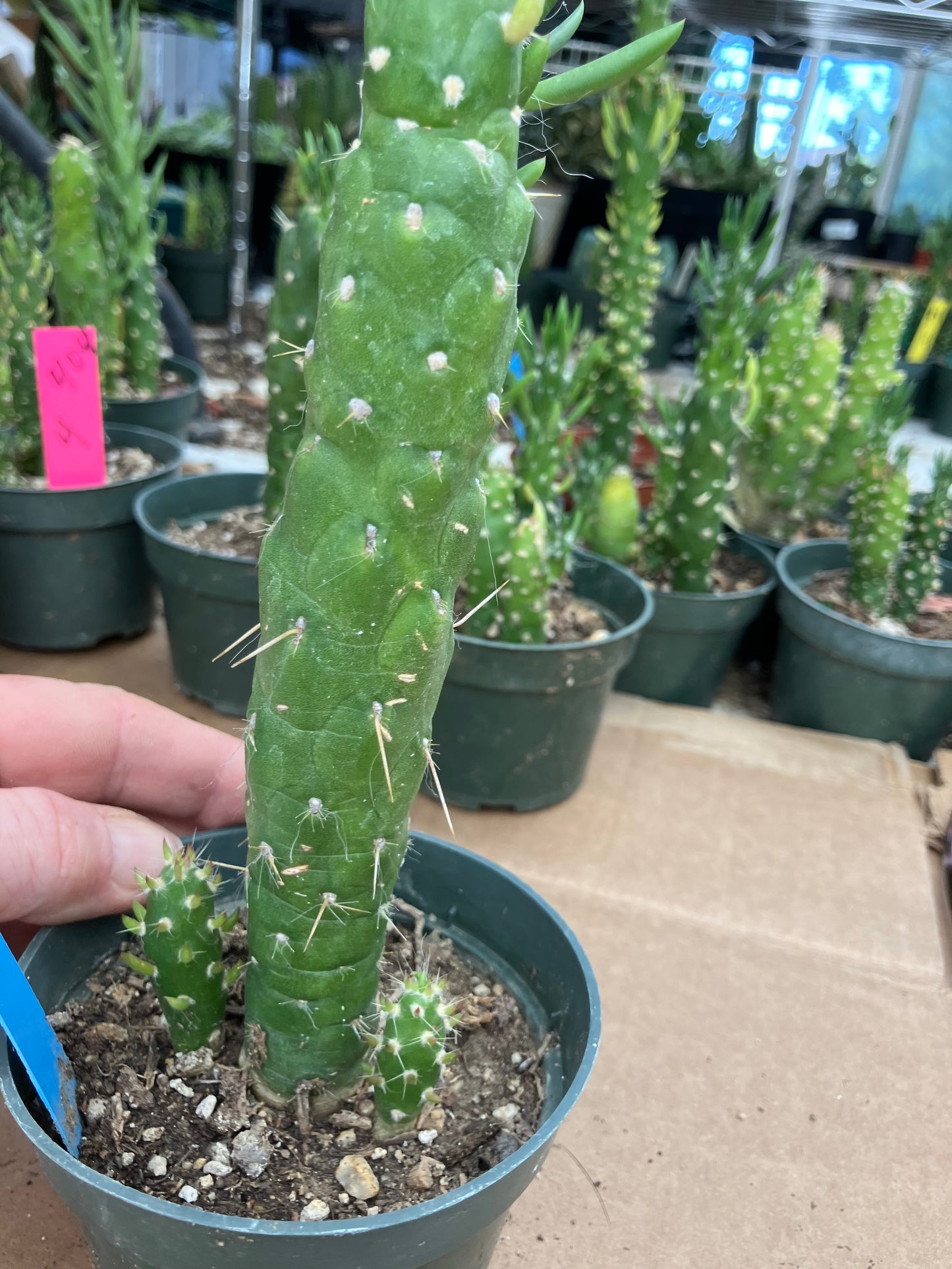 Austrocylindropuntia Cactus Gumbi Mini Eve's Needle 7"Tall #3B